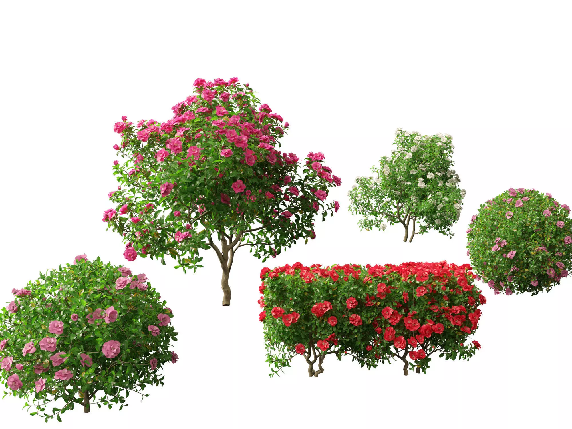 Camellia sasanqua - Sasanqua camellia 3D model_0