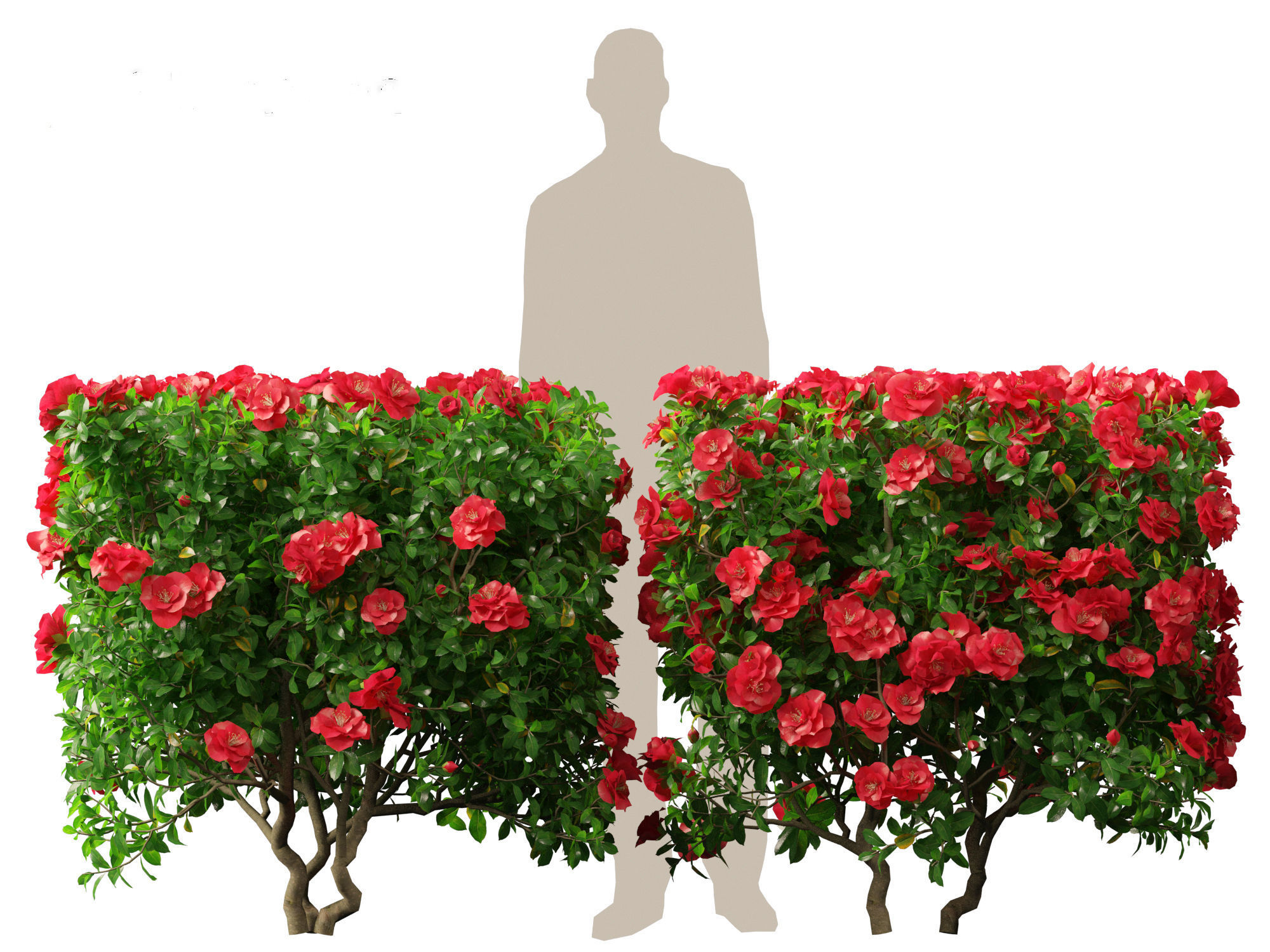 Camellia sasanqua - Sasanqua camellia 3D model_6