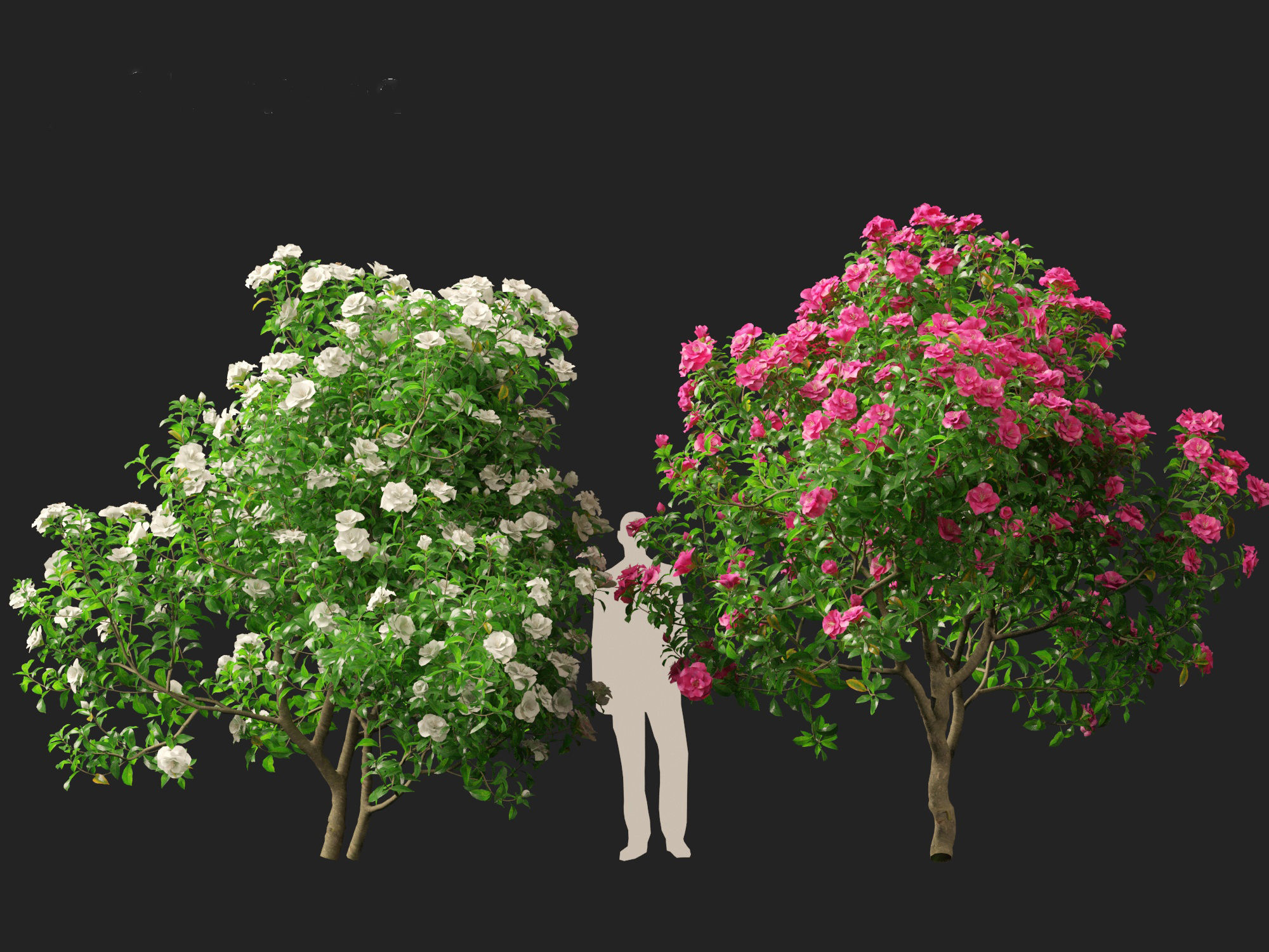 Camellia sasanqua - Sasanqua camellia 3D model_11