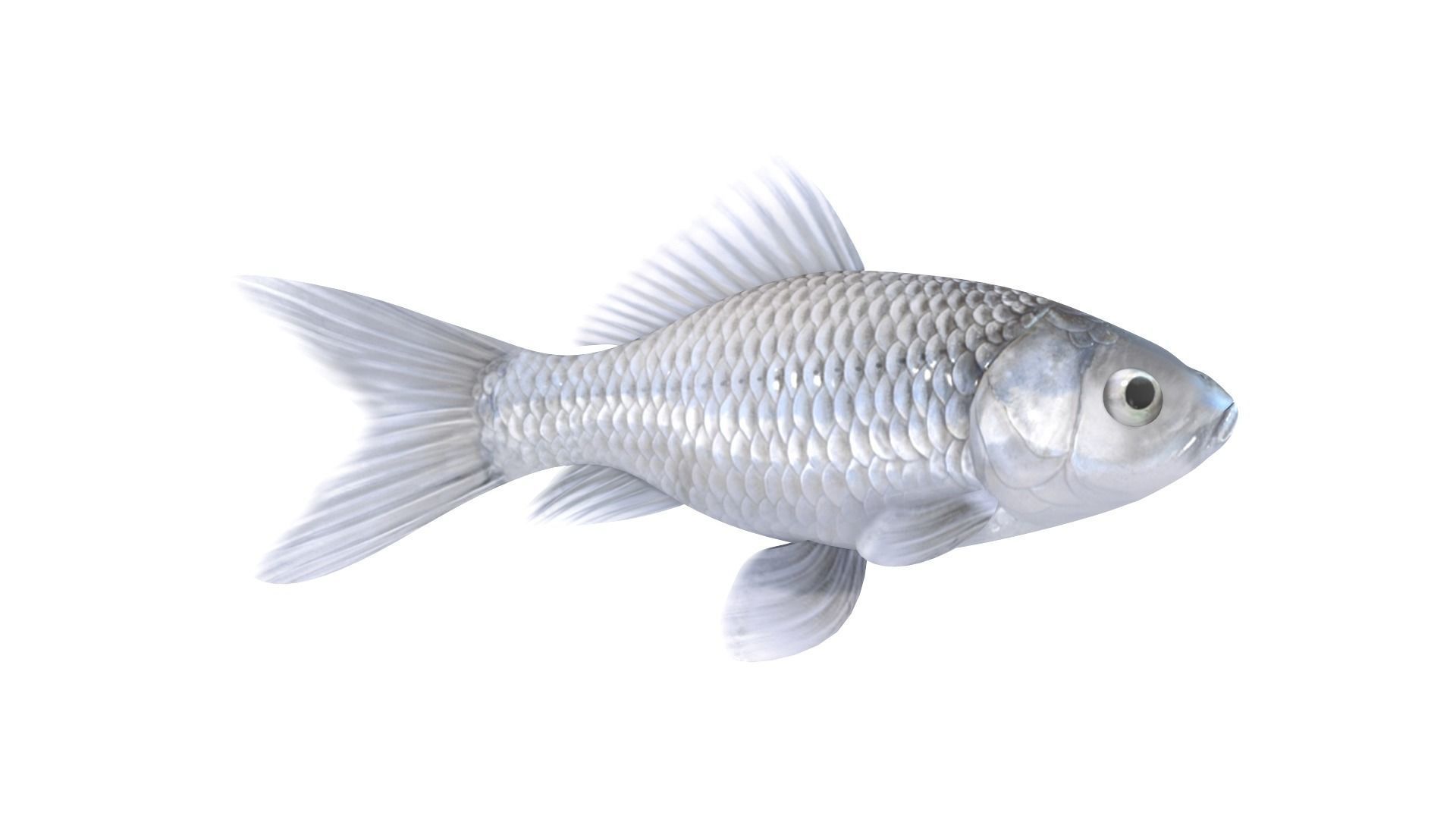 Fish Collection 3D model_16