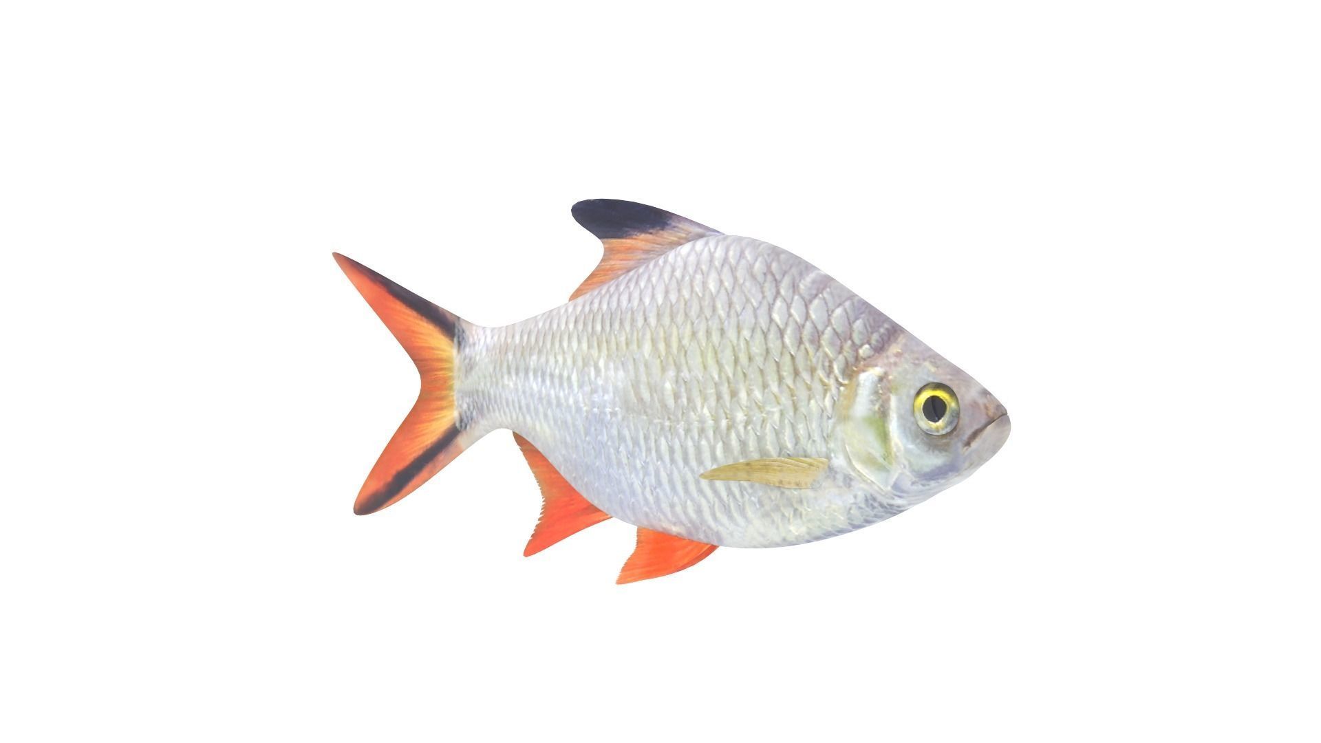 Fish Collection 3D model_2