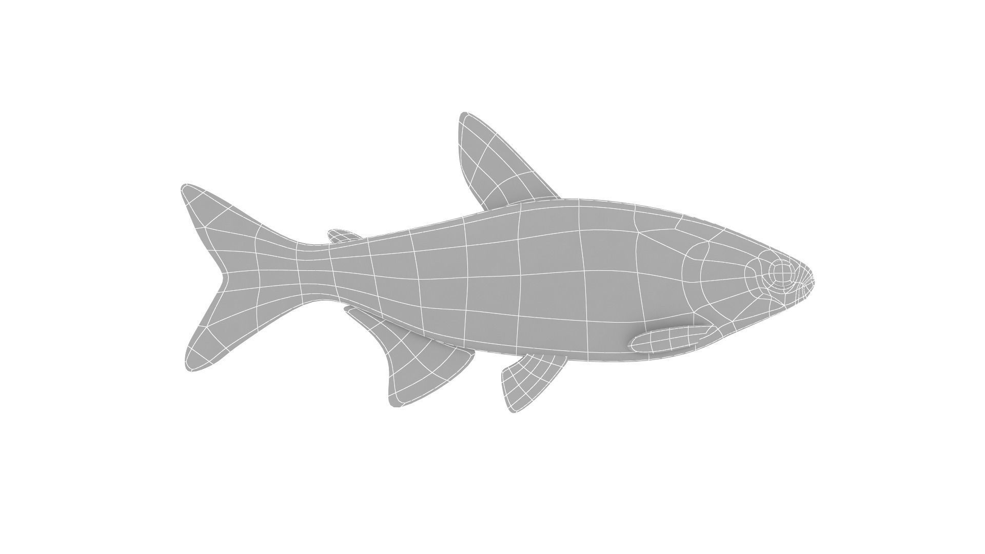 Fish Collection 3D model_33