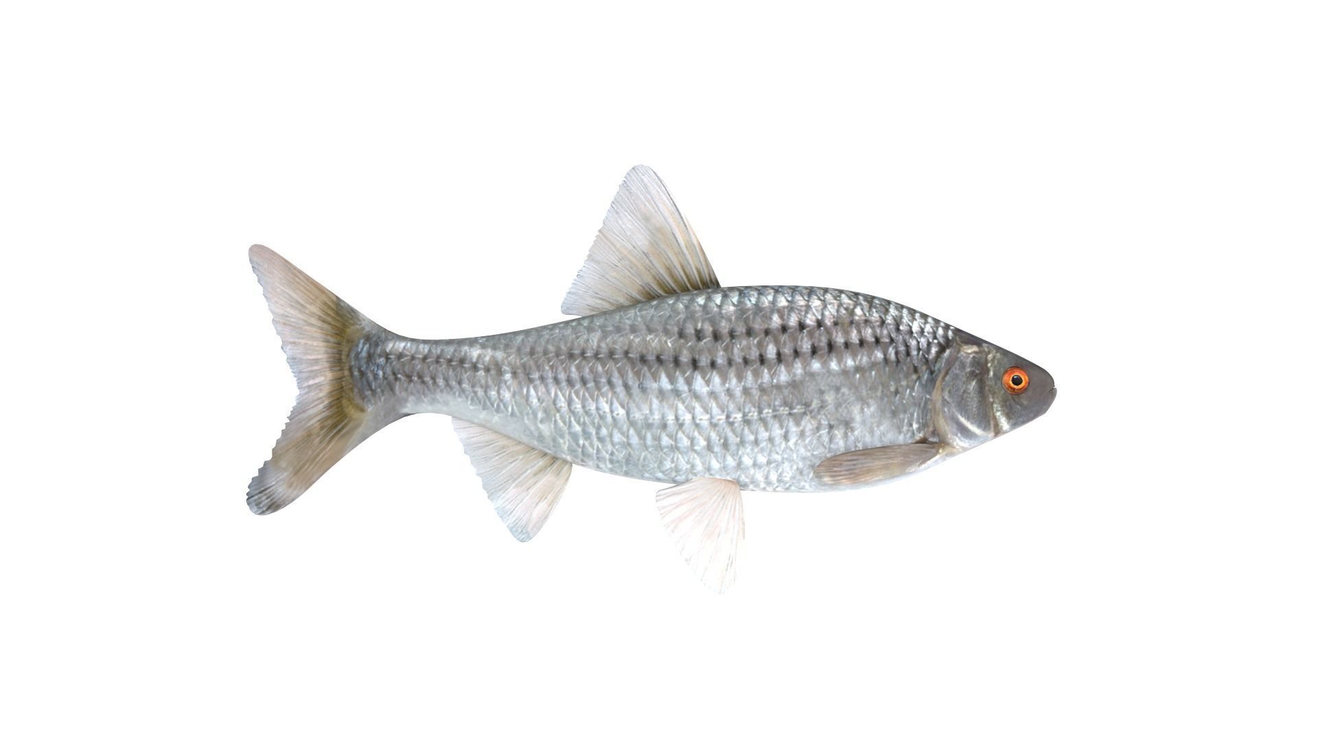 Fish Collection 3D model_4