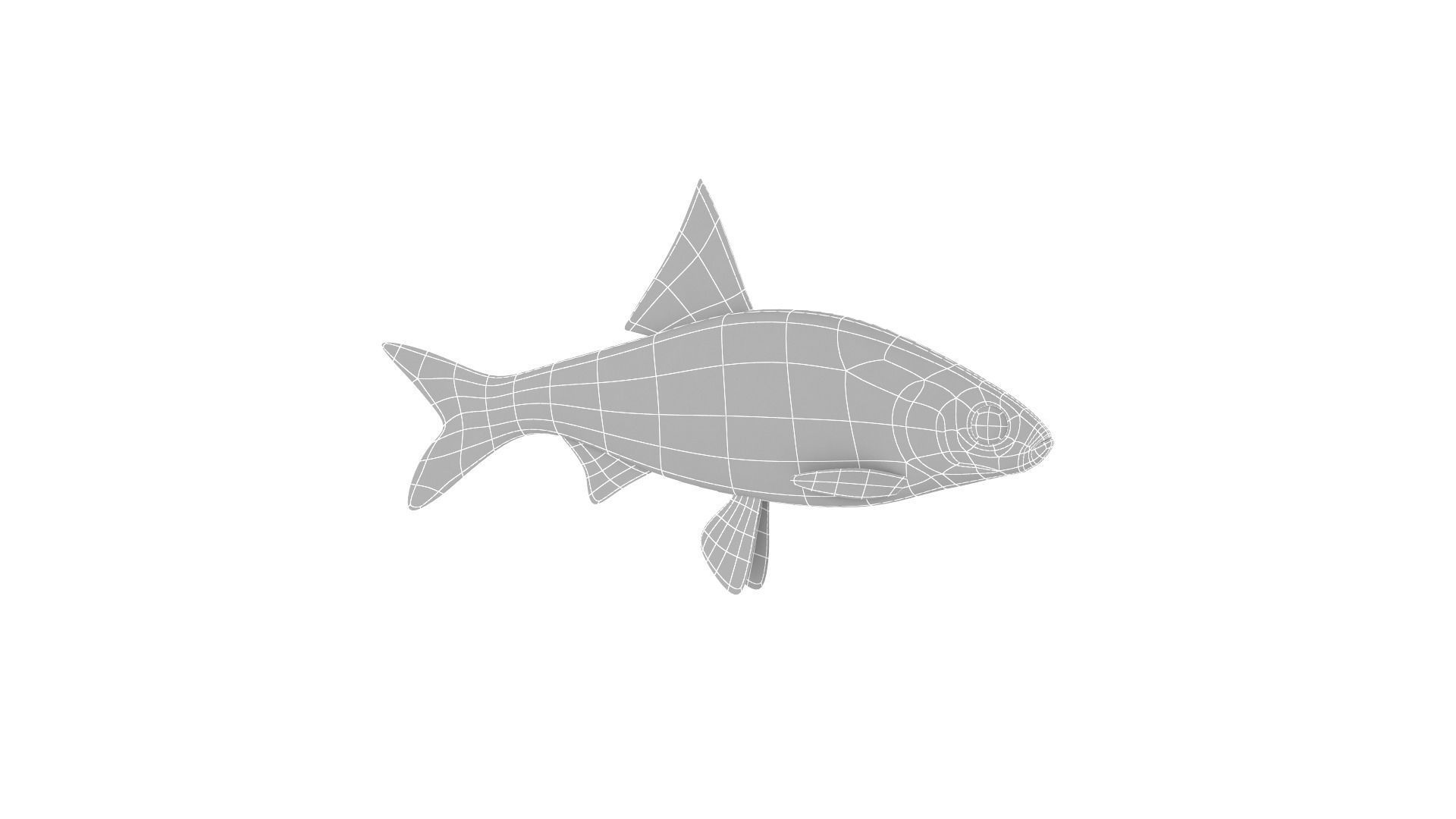 Fish Collection 3D model_20
