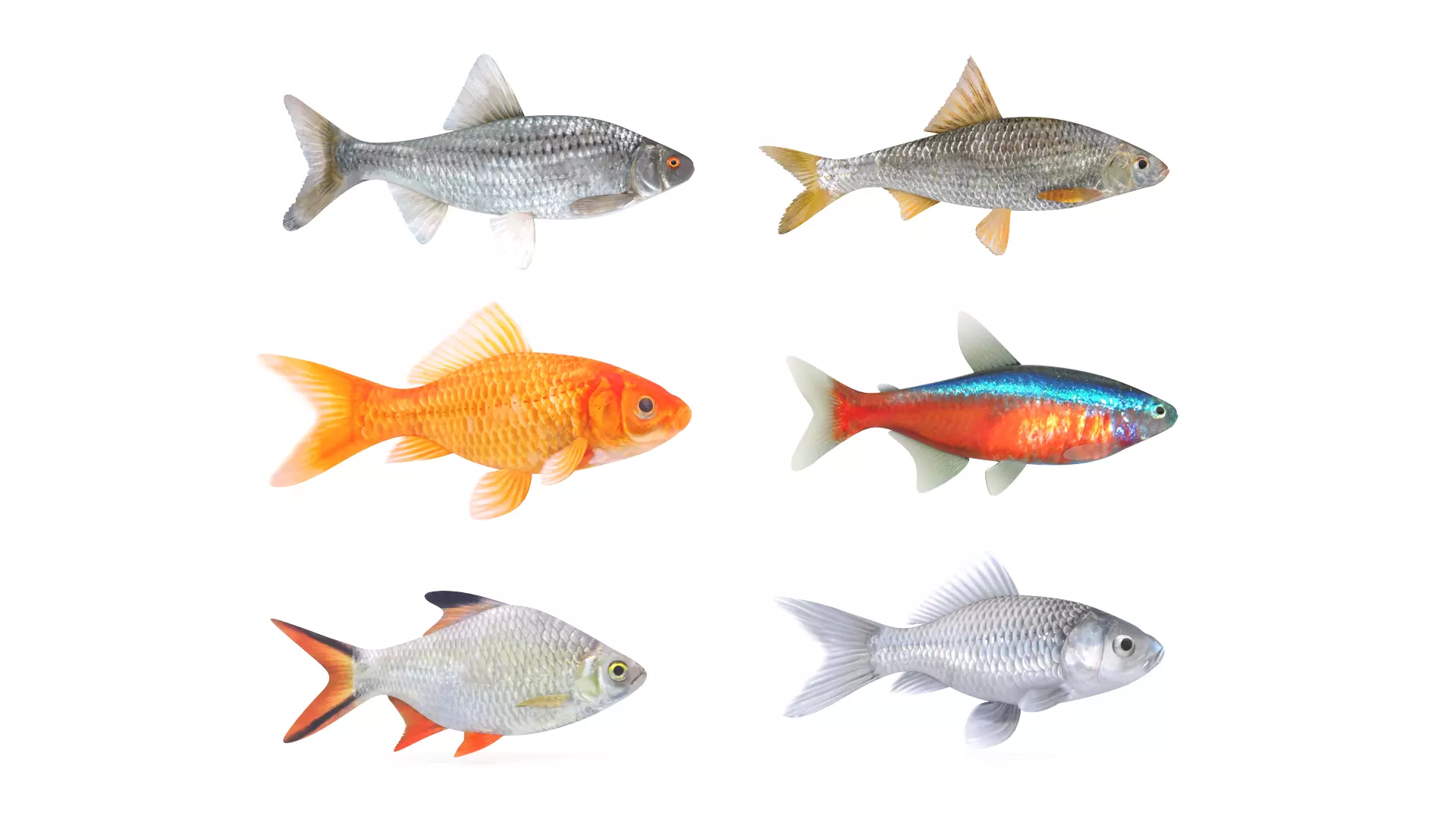 Fish Collection 3D model_0