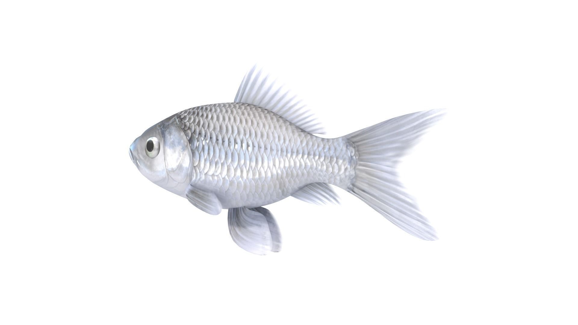 Fish Collection 3D model_18