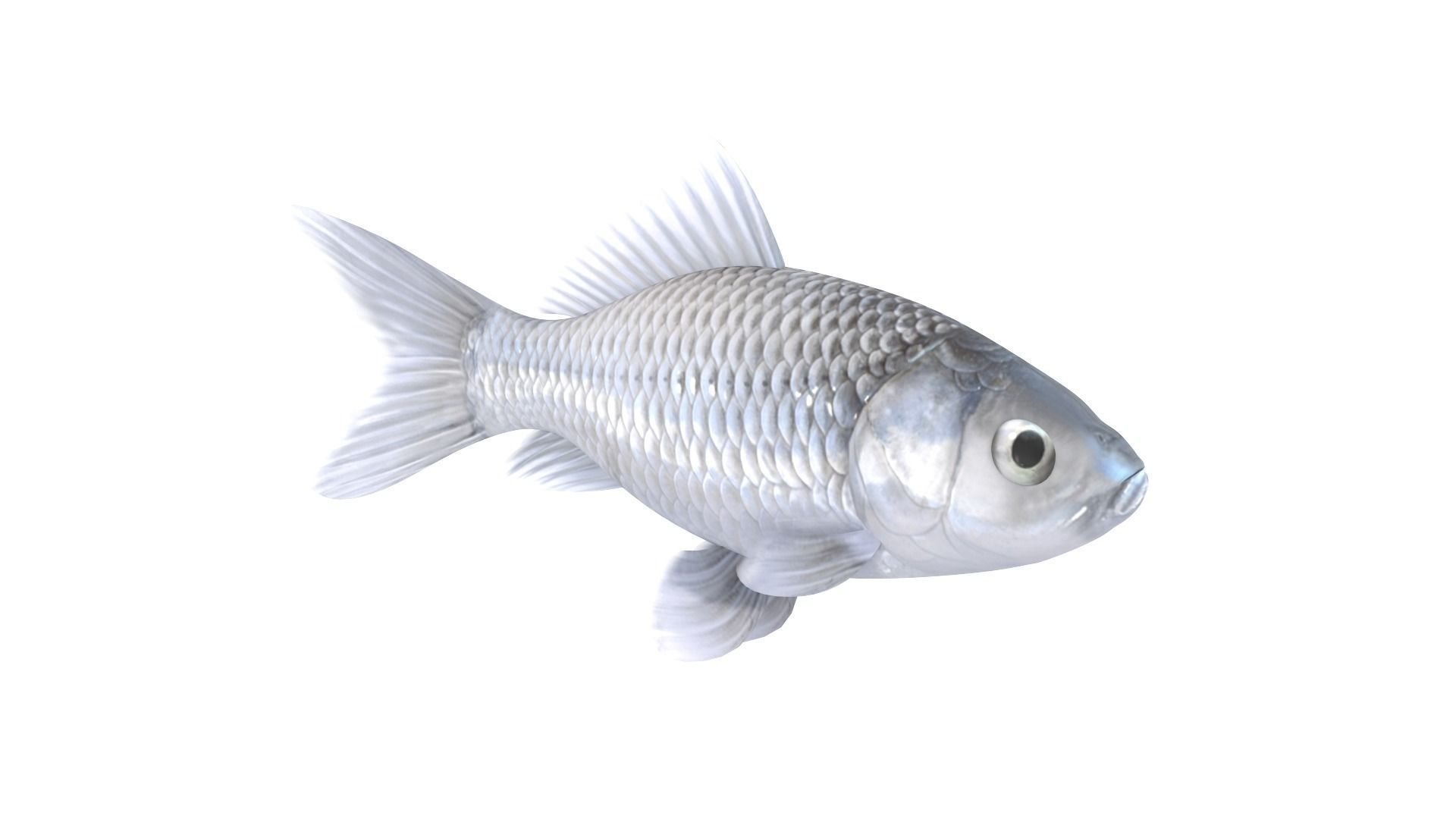 Fish Collection 3D model_17