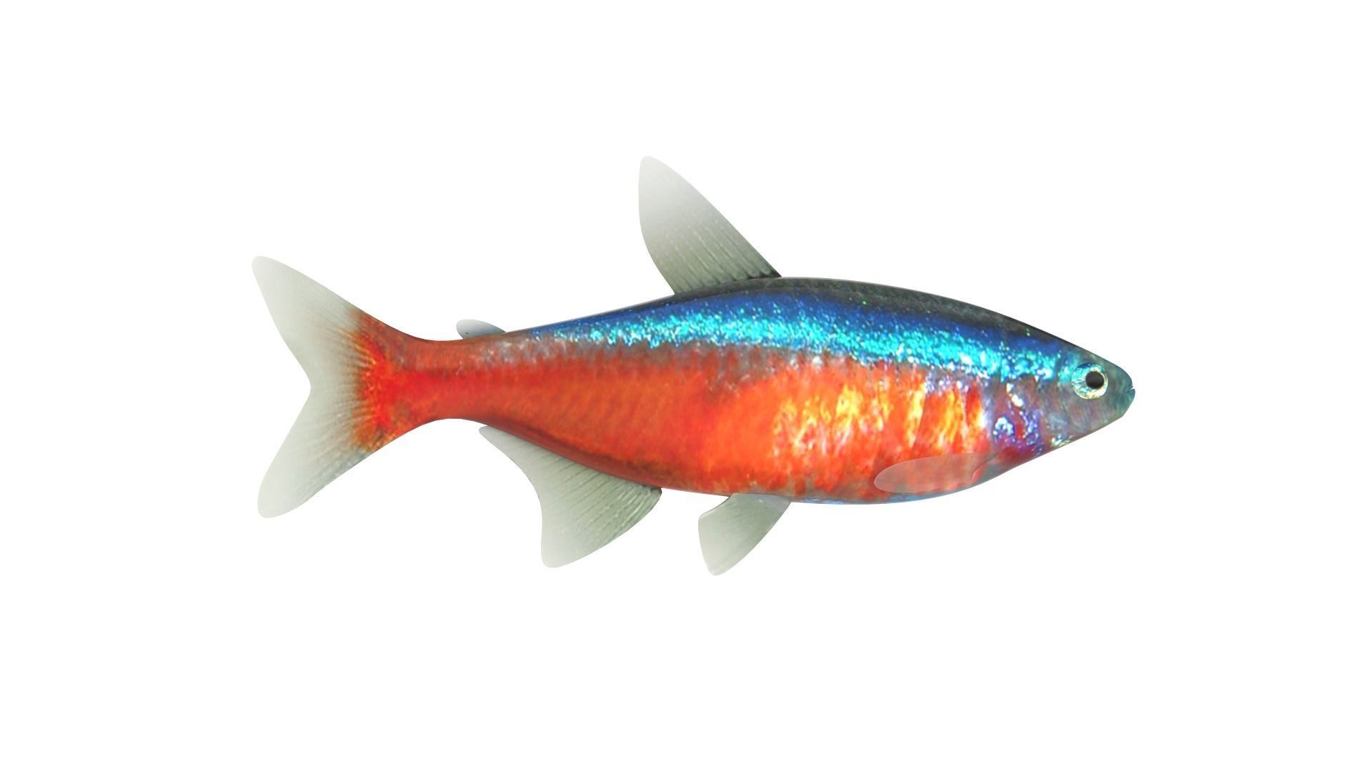 Fish Collection 3D model_13
