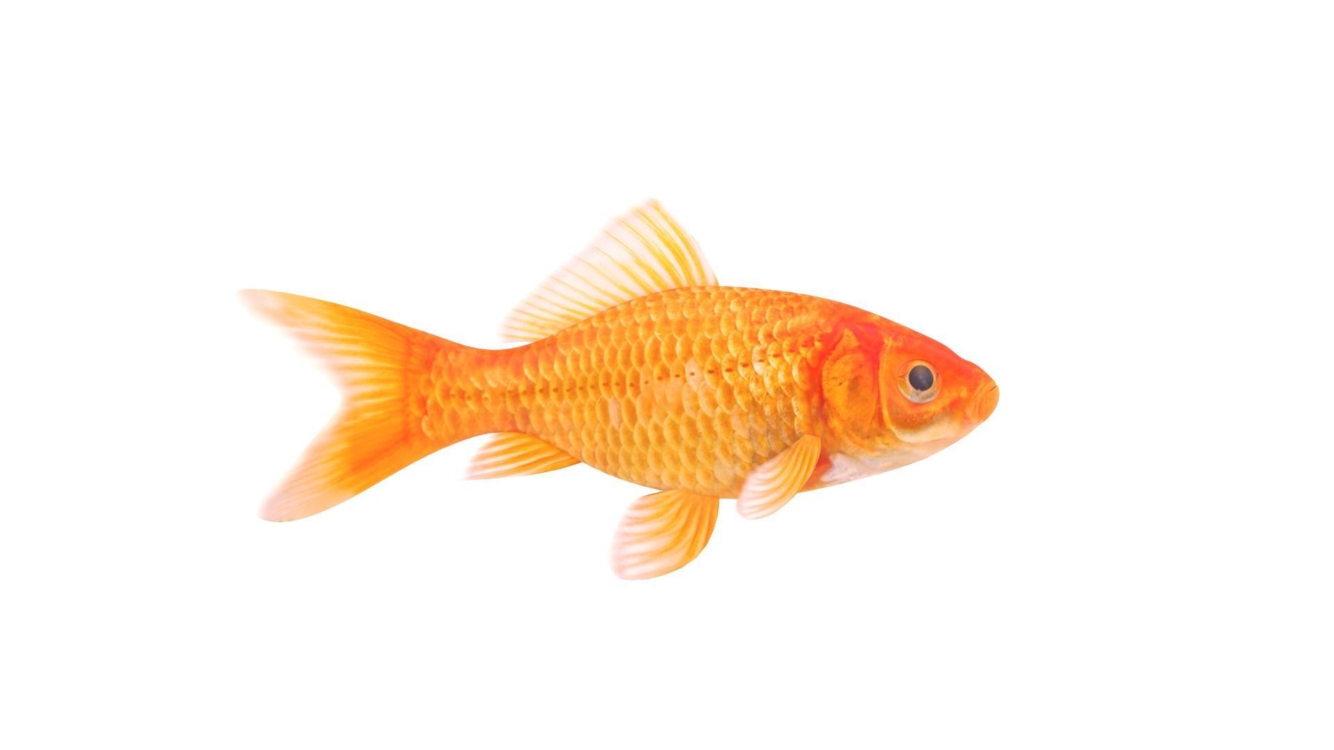 Fish Collection 3D model_10