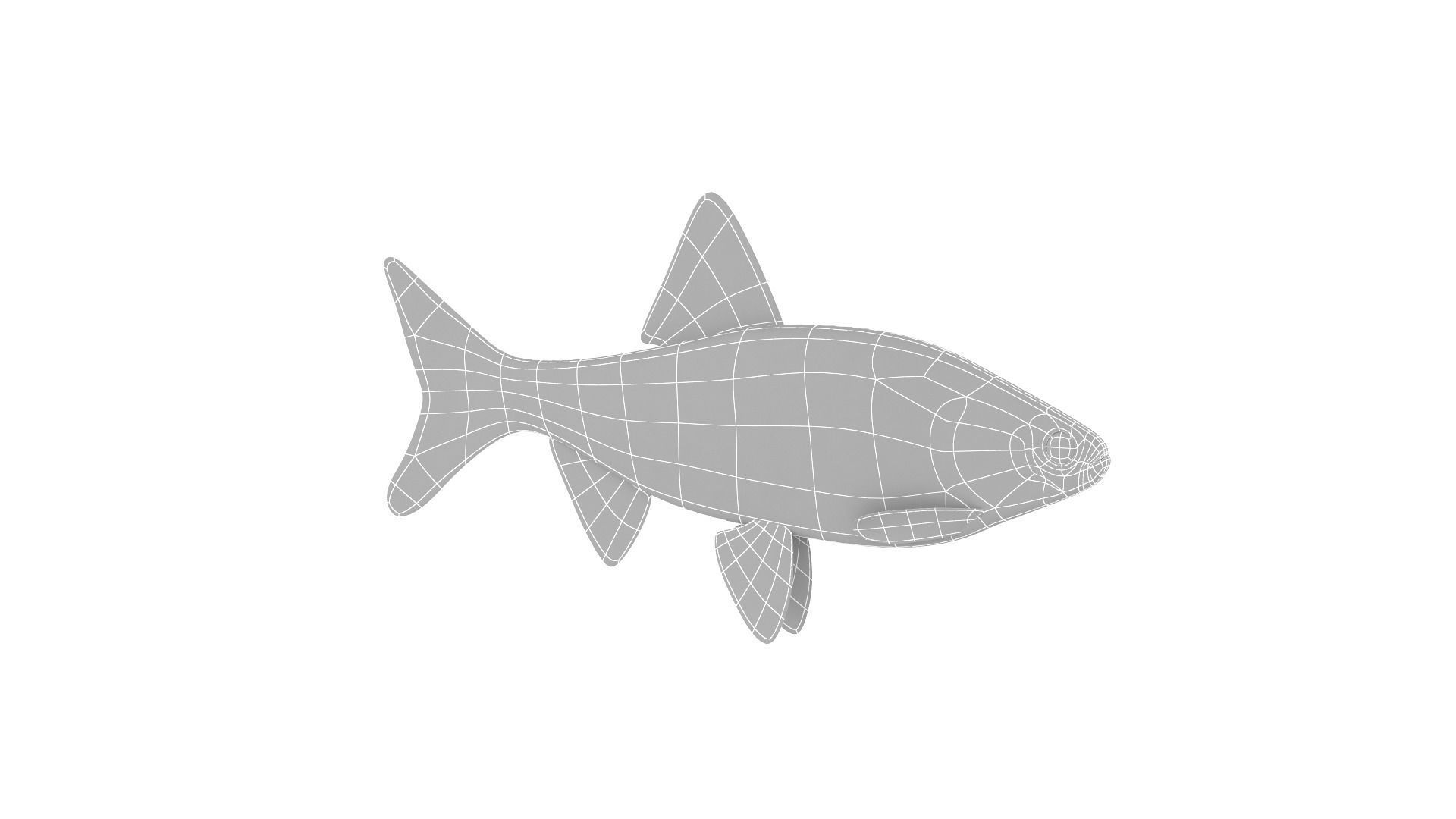Fish Collection 3D model_23