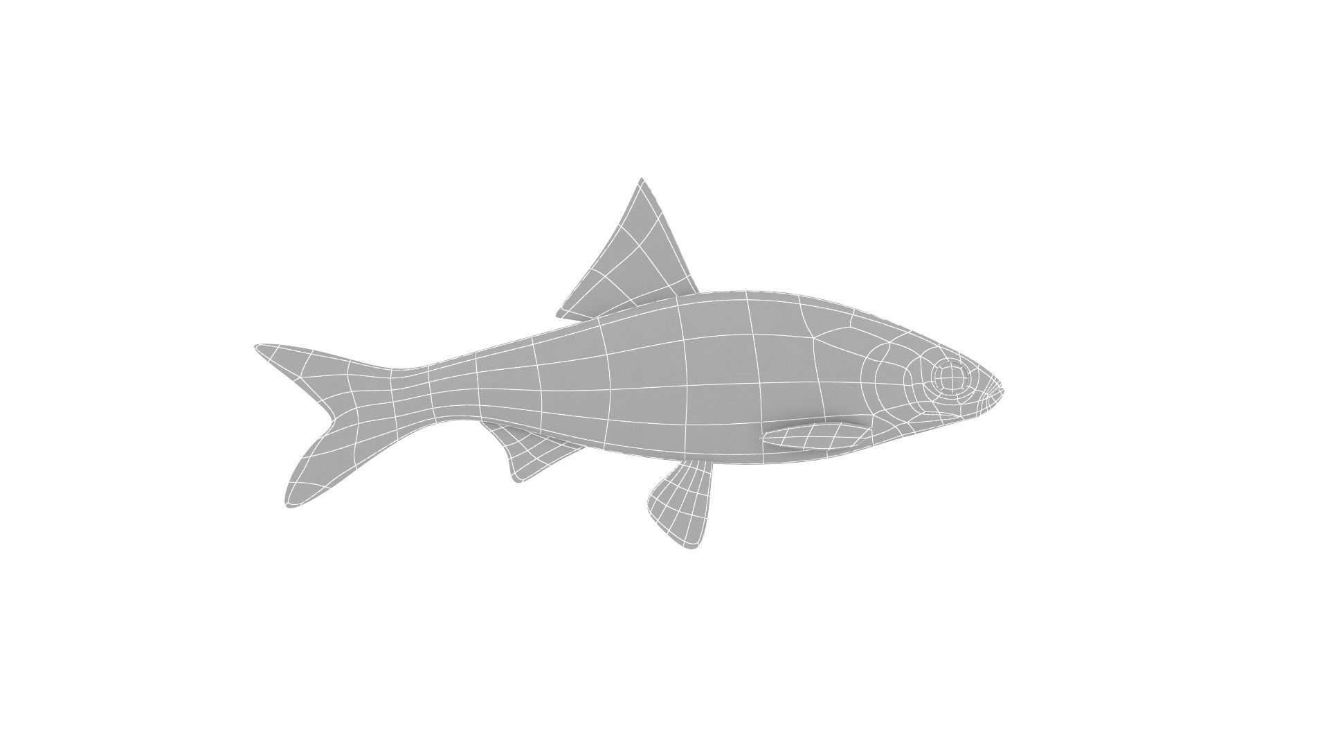 Fish Collection 3D model_21