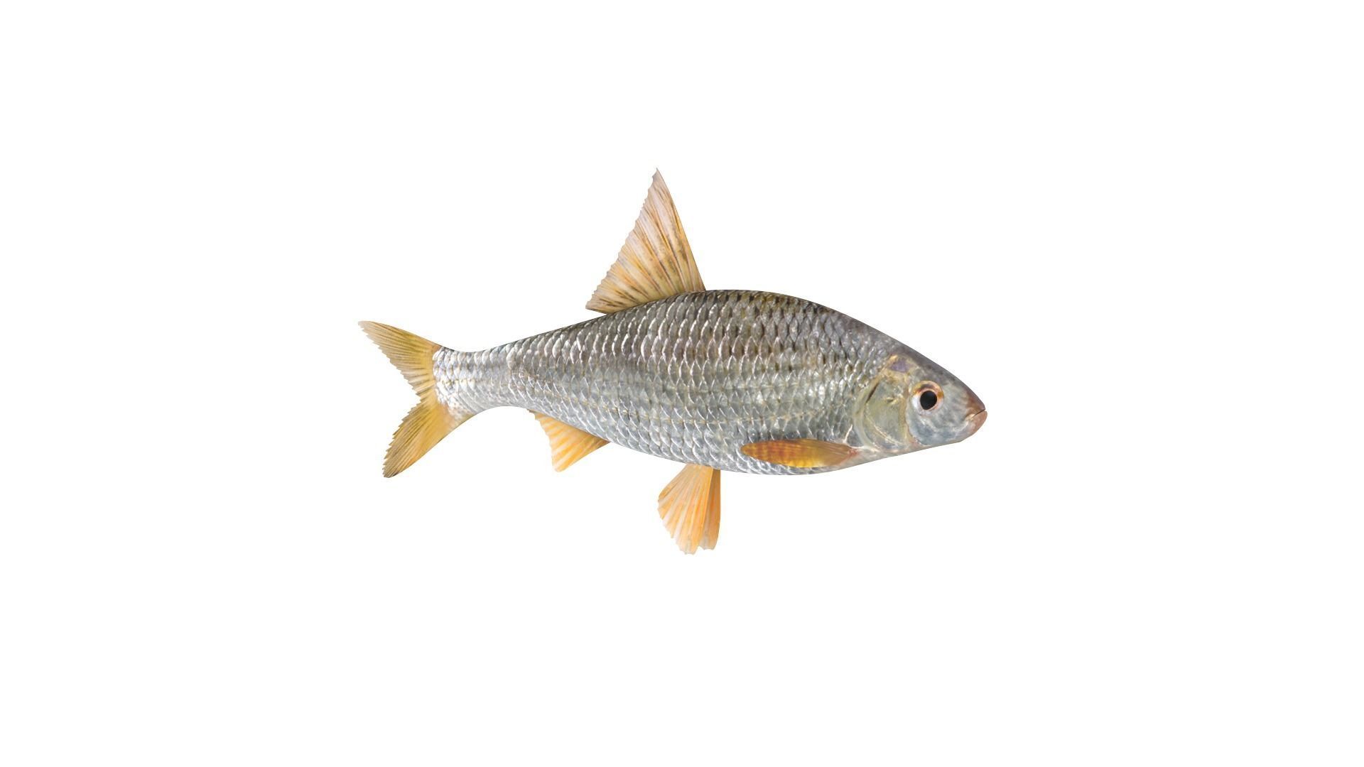 Fish Collection 3D model_8