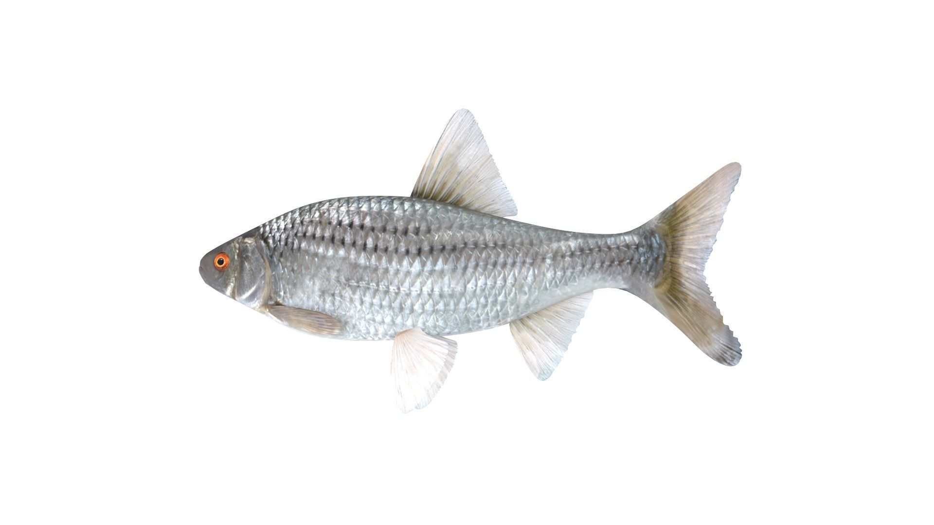 Fish Collection 3D model_6