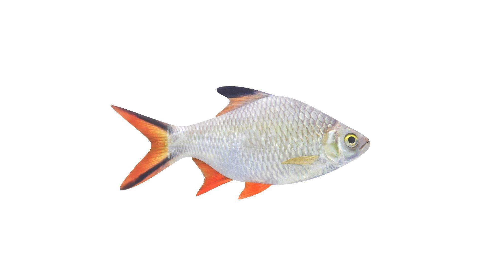 Fish Collection 3D model_1