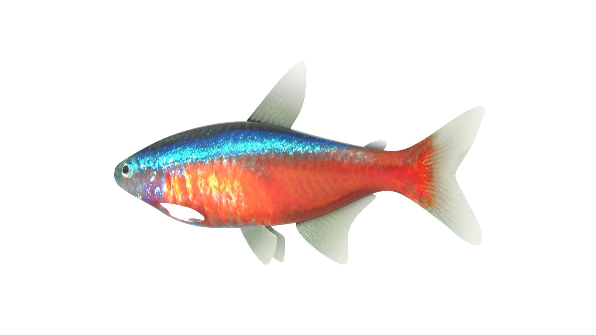 Fish Collection 3D model_15
