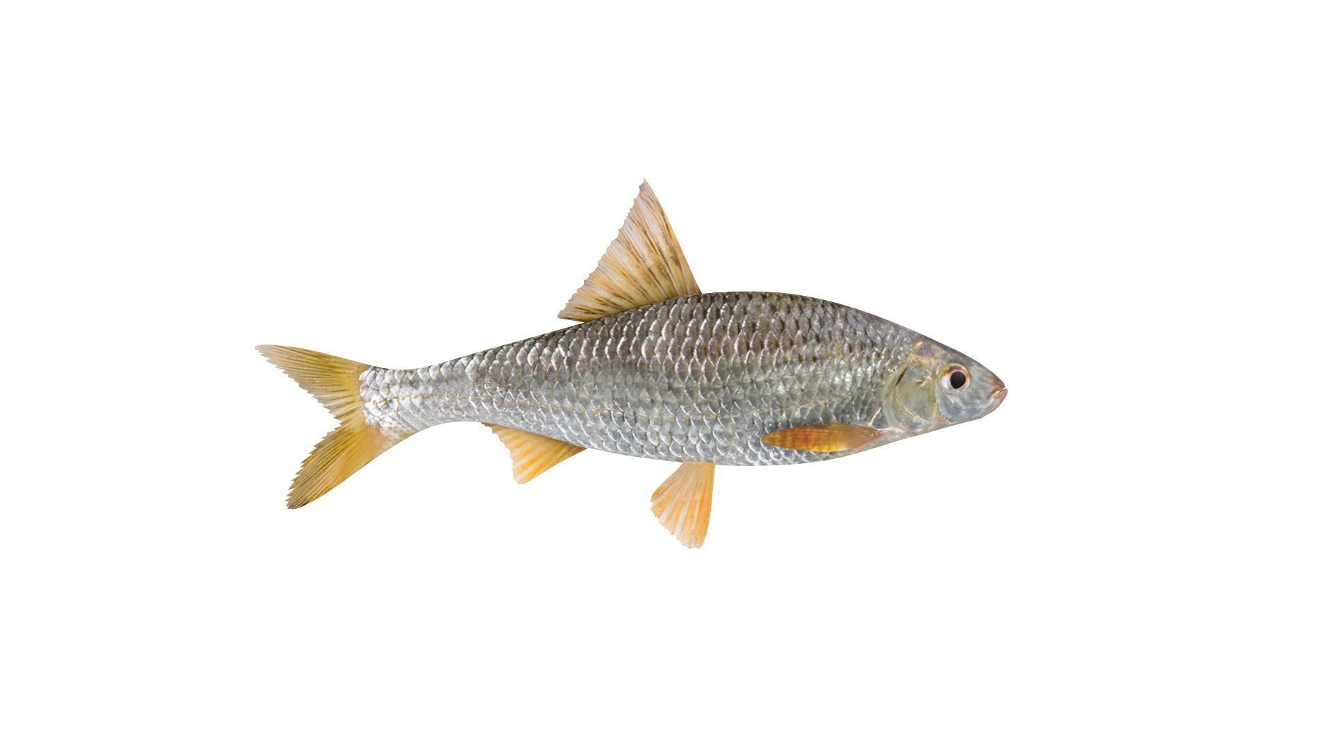 Fish Collection 3D model_7