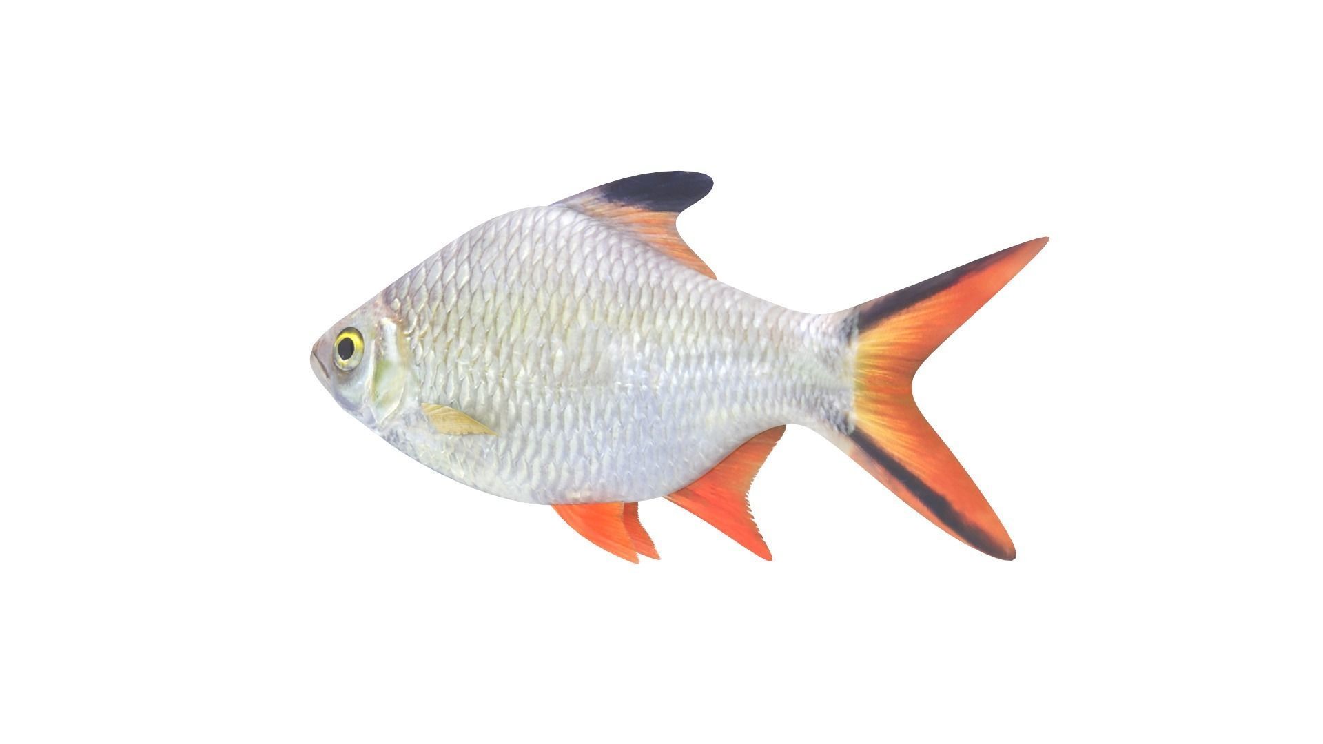 Fish Collection 3D model_3
