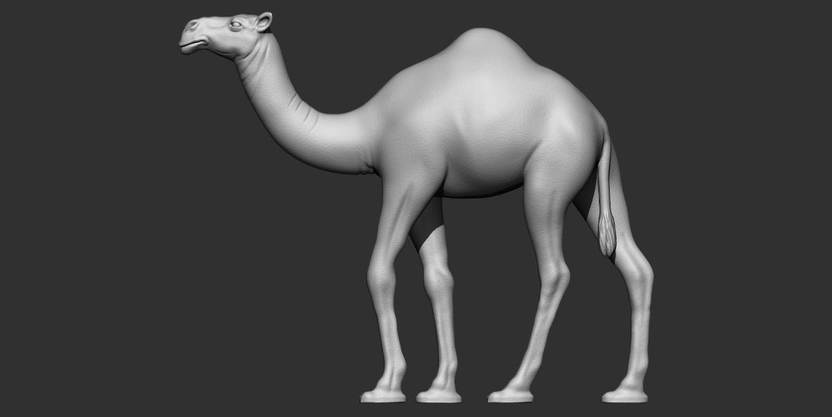 Camel 3d printable model 3D print model_1