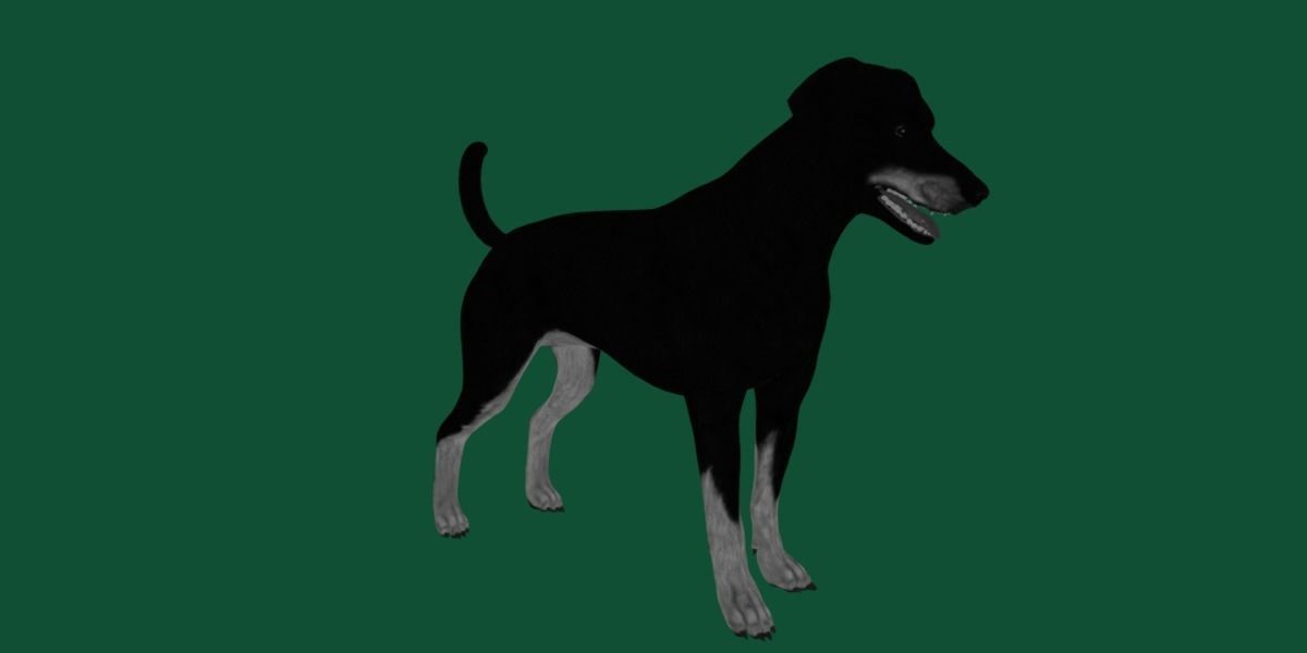 Dobermann Pinscher Dog Natural Breed 3D model_17
