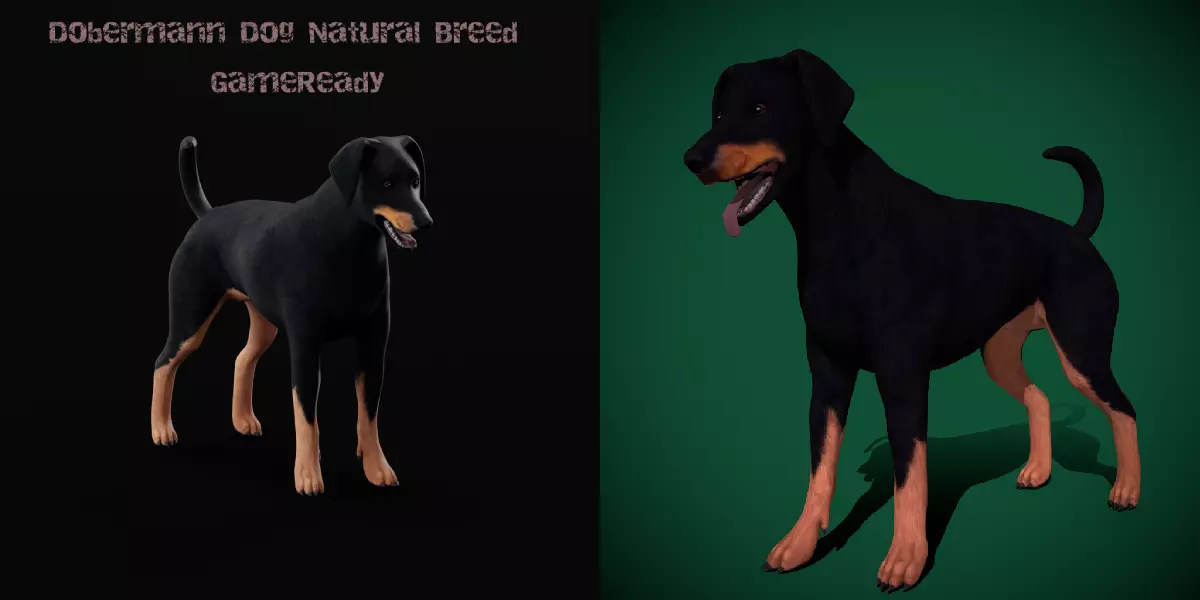 Dobermann Pinscher Dog Natural Breed 3D model_0