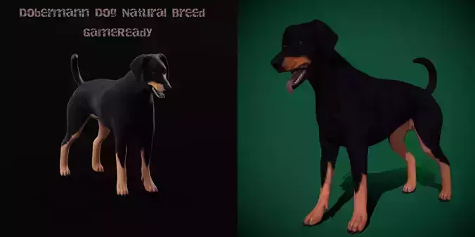 Dobermann Pinscher Dog Natural Breed 3D model