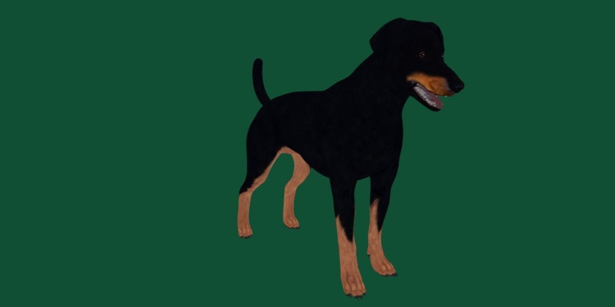 Dobermann Pinscher Dog Natural Breed 3D model_9