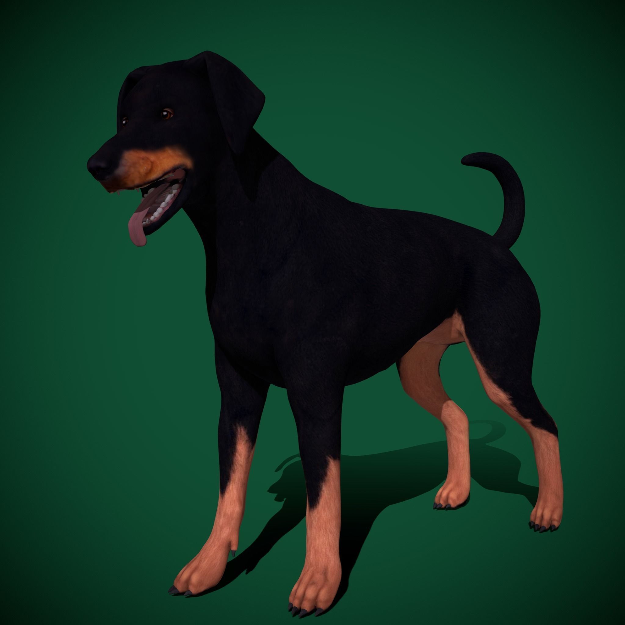 Dobermann Pinscher Dog Natural Breed 3D model_10