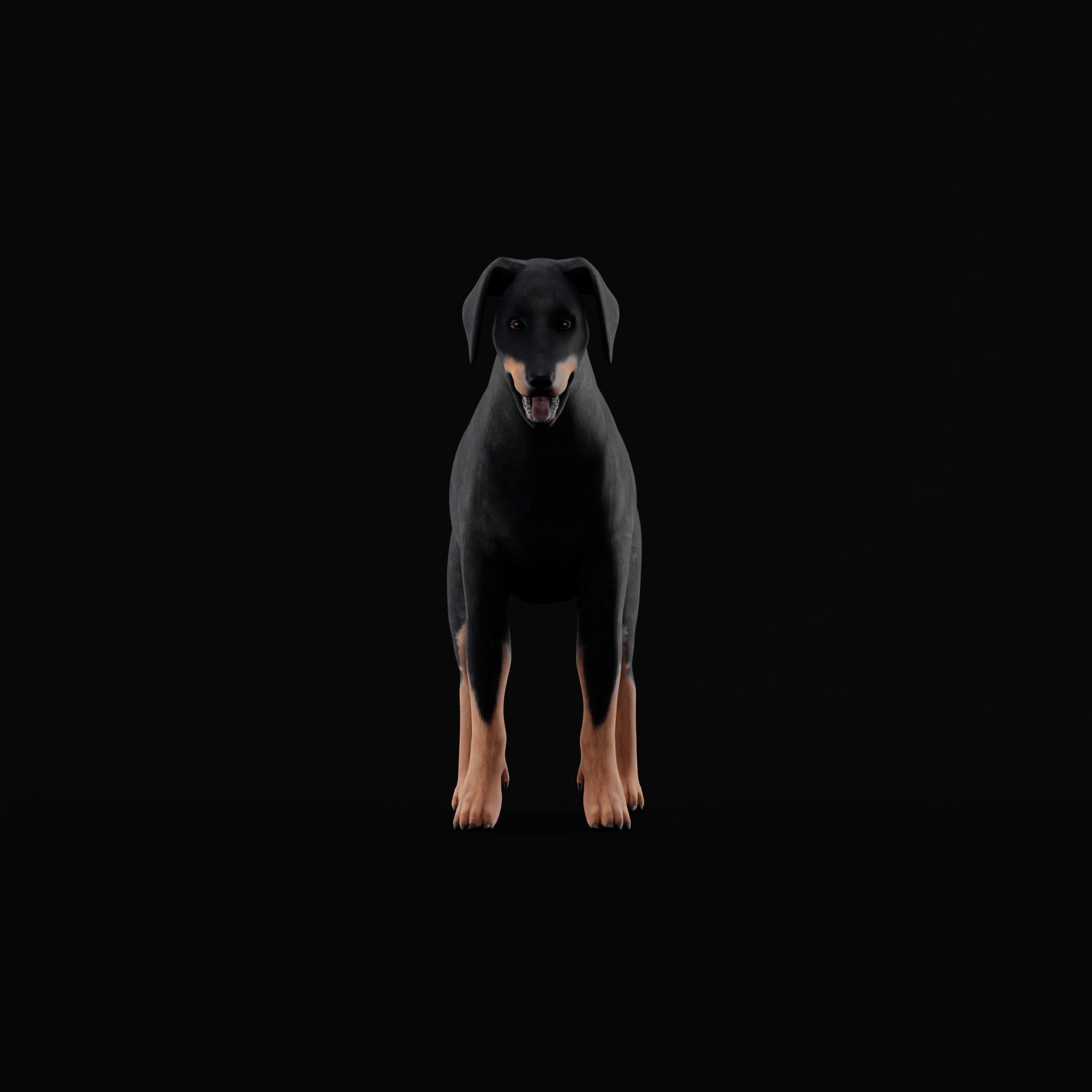 Dobermann Pinscher Dog Natural Breed 3D model_21