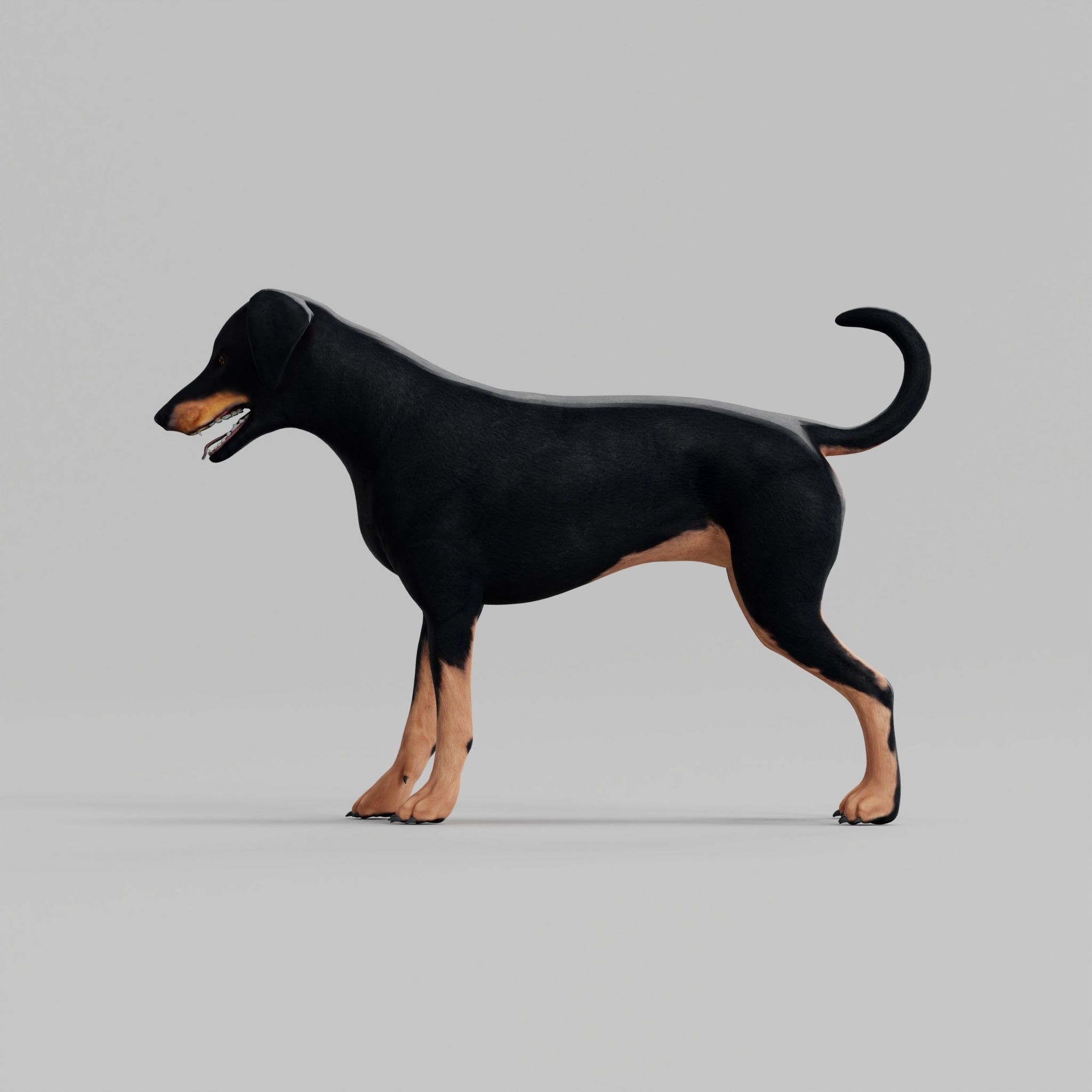 Dobermann Pinscher Dog Natural Breed 3D model_25