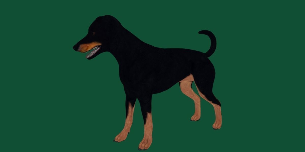 Dobermann Pinscher Dog Natural Breed 3D model_14