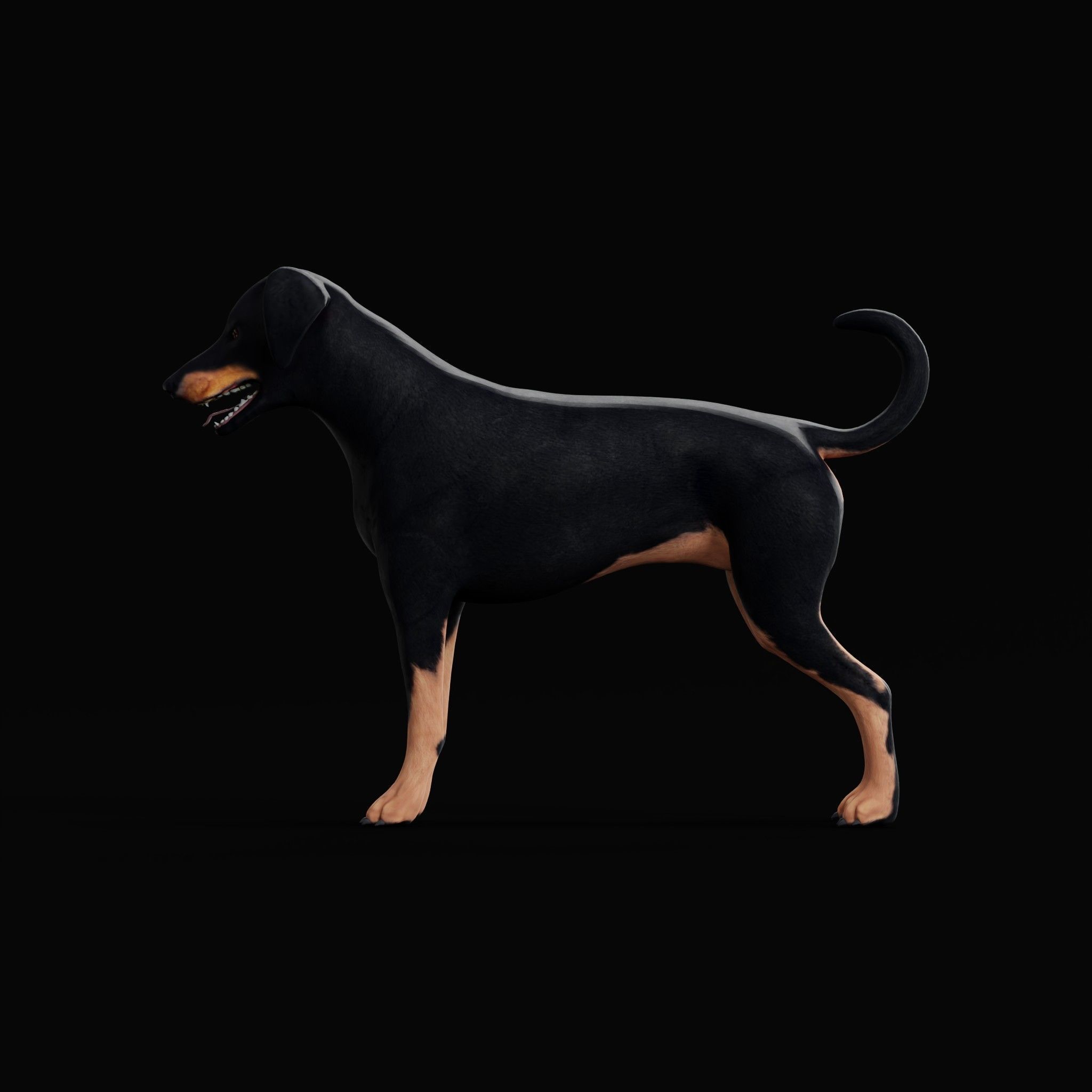 Dobermann Pinscher Dog Natural Breed 3D model_23