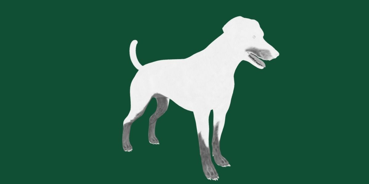 Dobermann Pinscher Dog Natural Breed 3D model_16