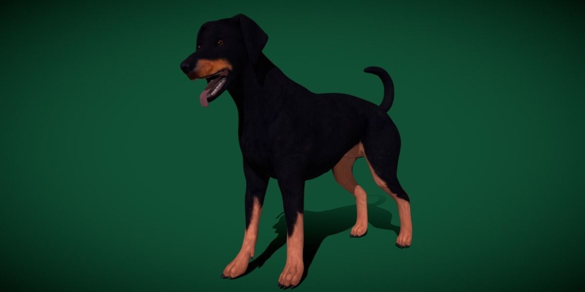 Dobermann Pinscher Dog Natural Breed 3D model_20