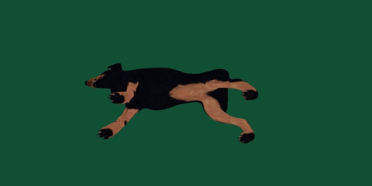 Dobermann Pinscher Dog Natural Breed 3D model_8