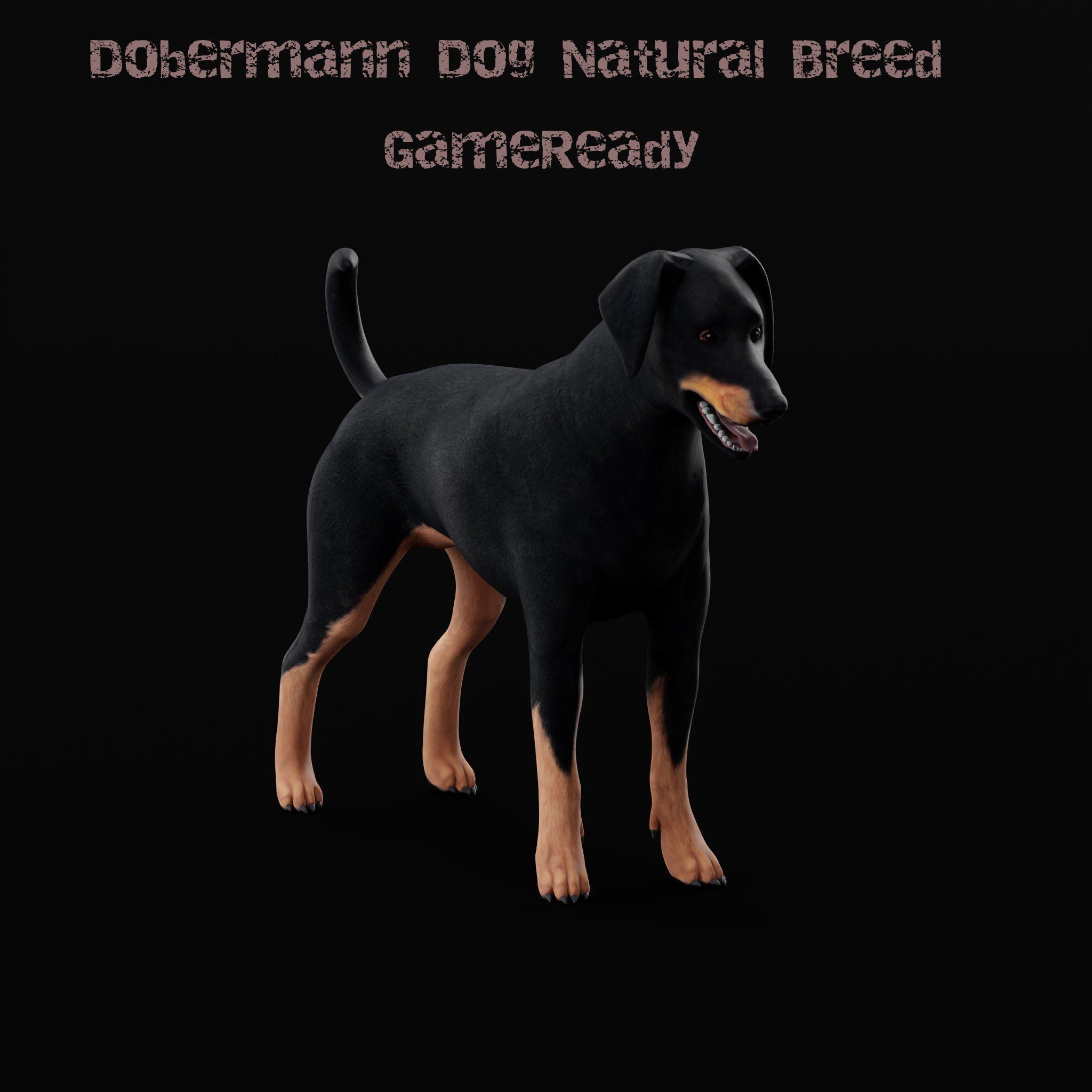 Dobermann Pinscher Dog Natural Breed 3D model_26