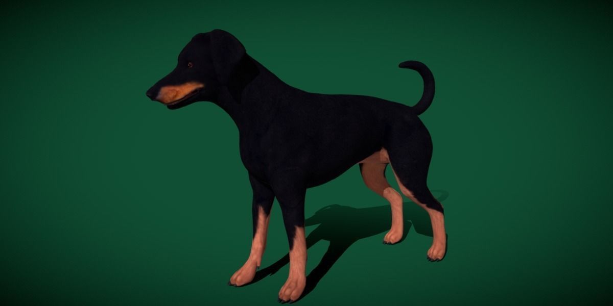 Dobermann Pinscher Dog Natural Breed 3D model_2
