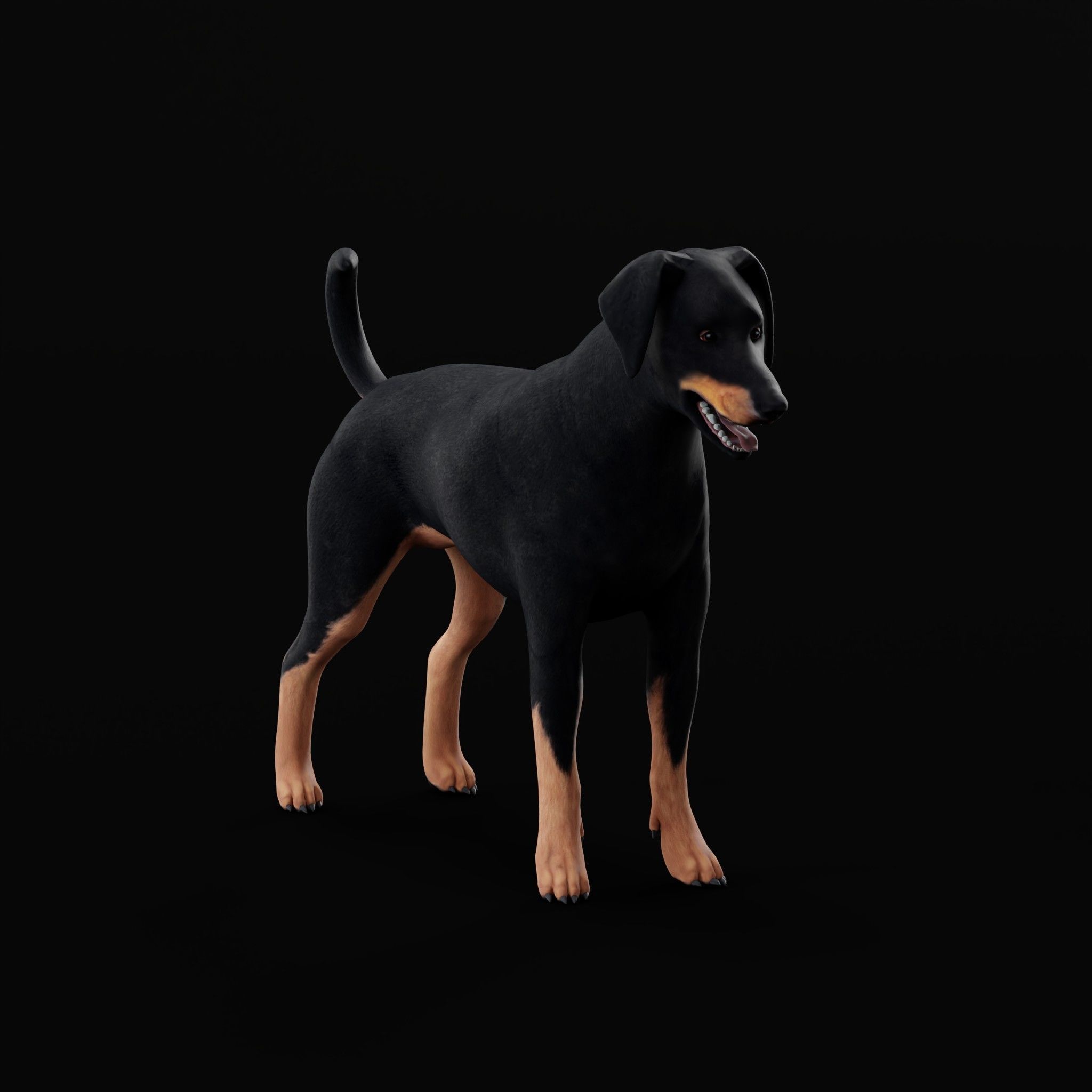 Dobermann Pinscher Dog Natural Breed 3D model_22