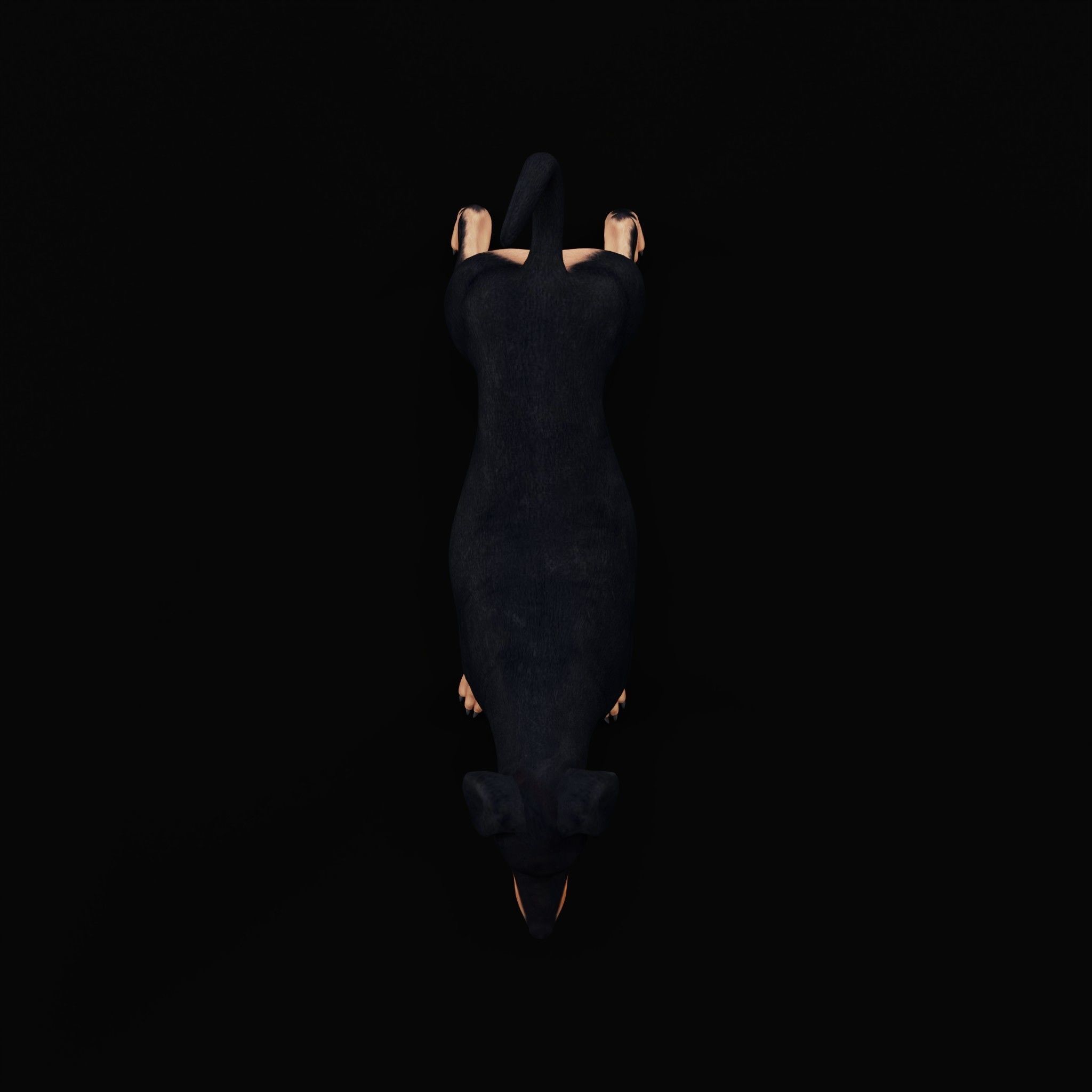 Dobermann Pinscher Dog Natural Breed 3D model_24