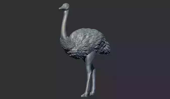 ostrich 3D print model 3D print model