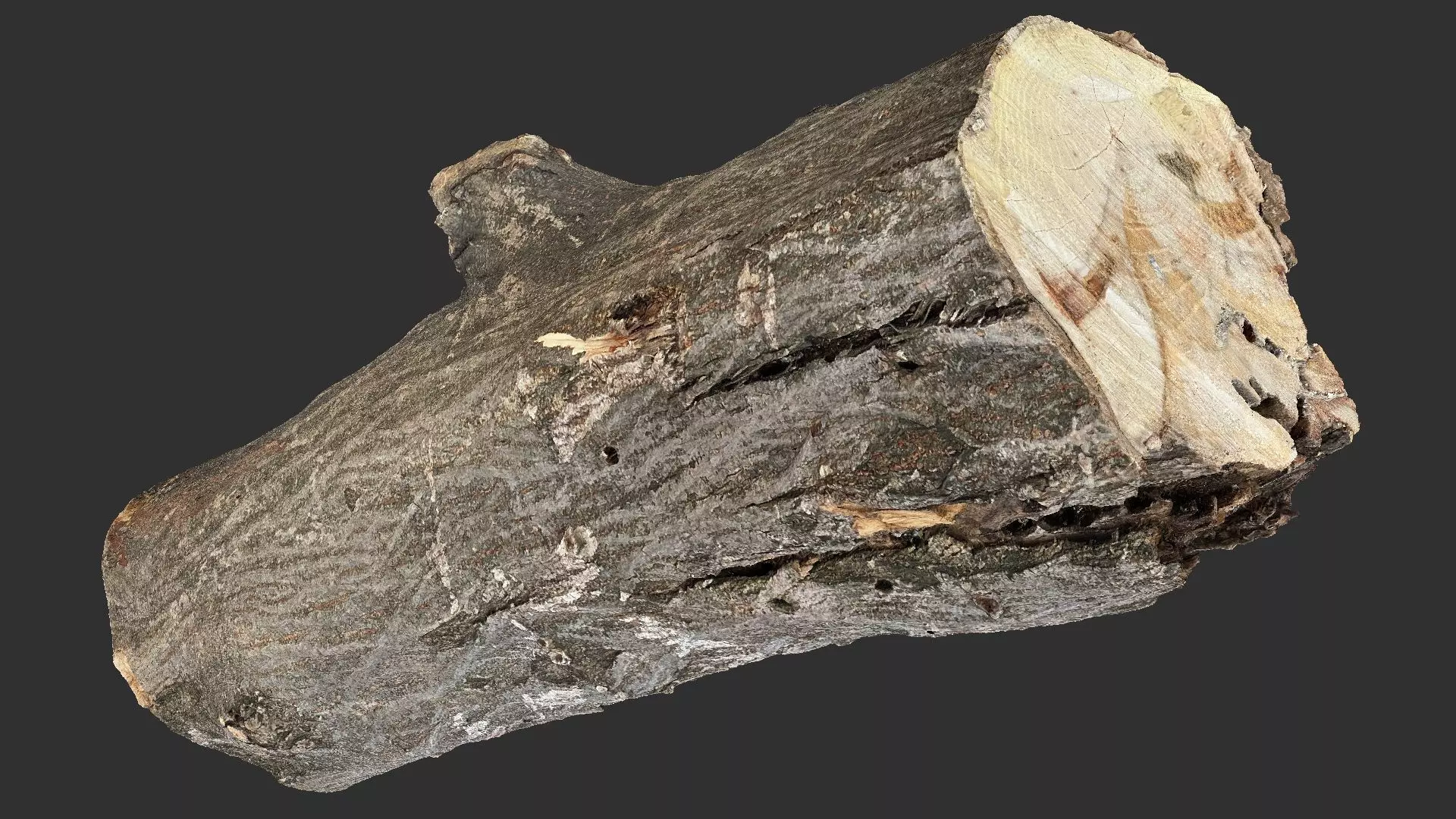 Sawn tree trunk wood 3d scan highpoly 3D model_5