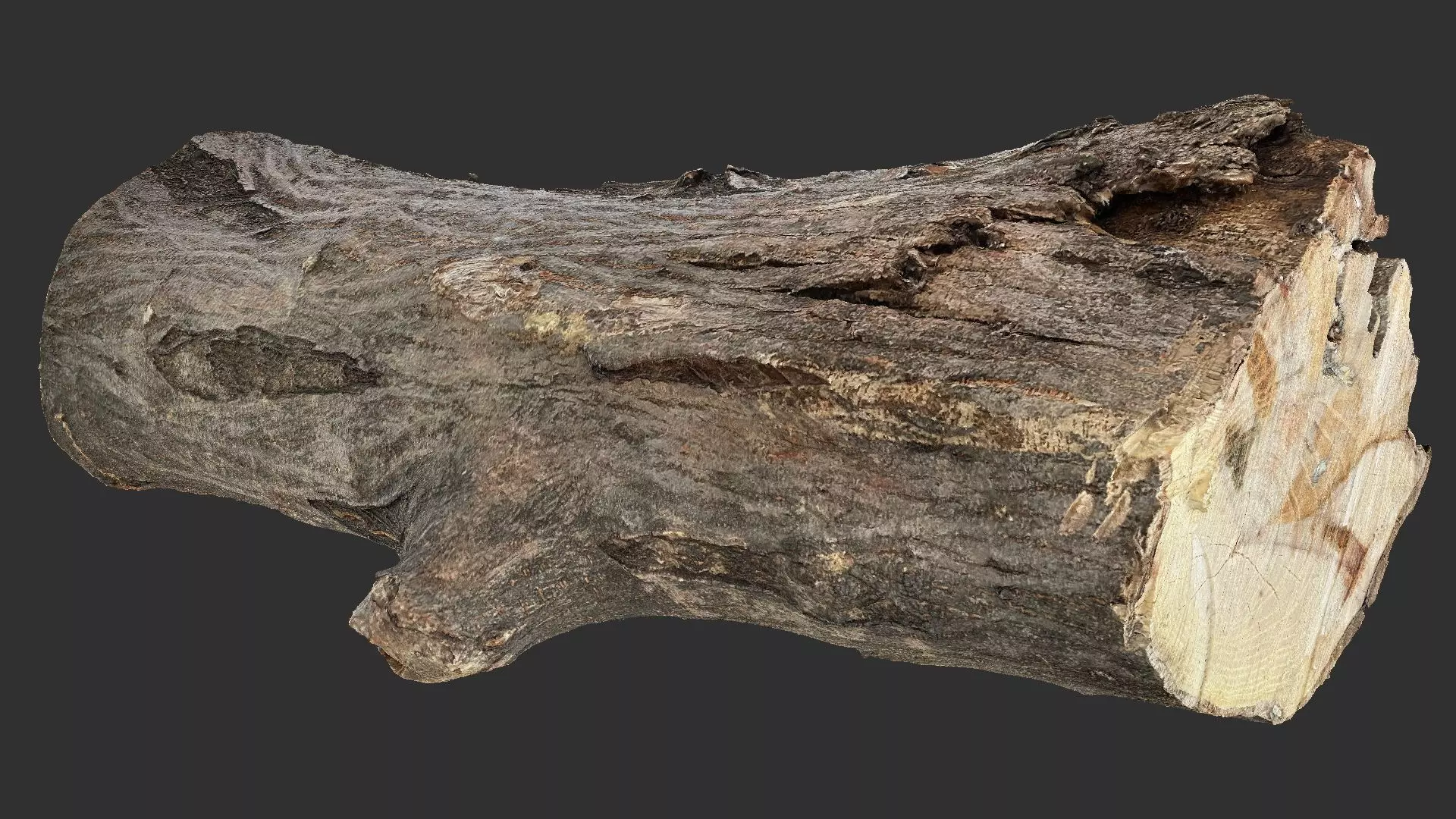 Sawn tree trunk wood 3d scan highpoly 3D model_2