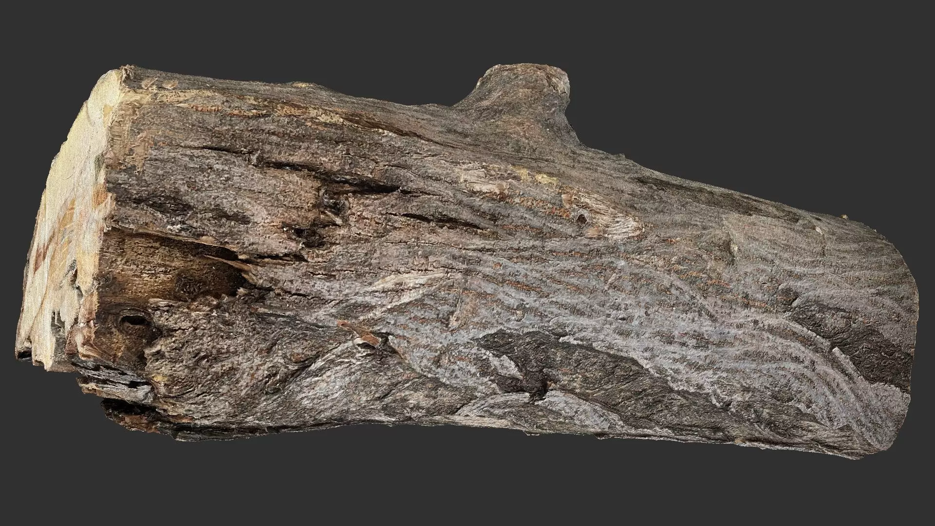Sawn tree trunk wood 3d scan highpoly 3D model_4