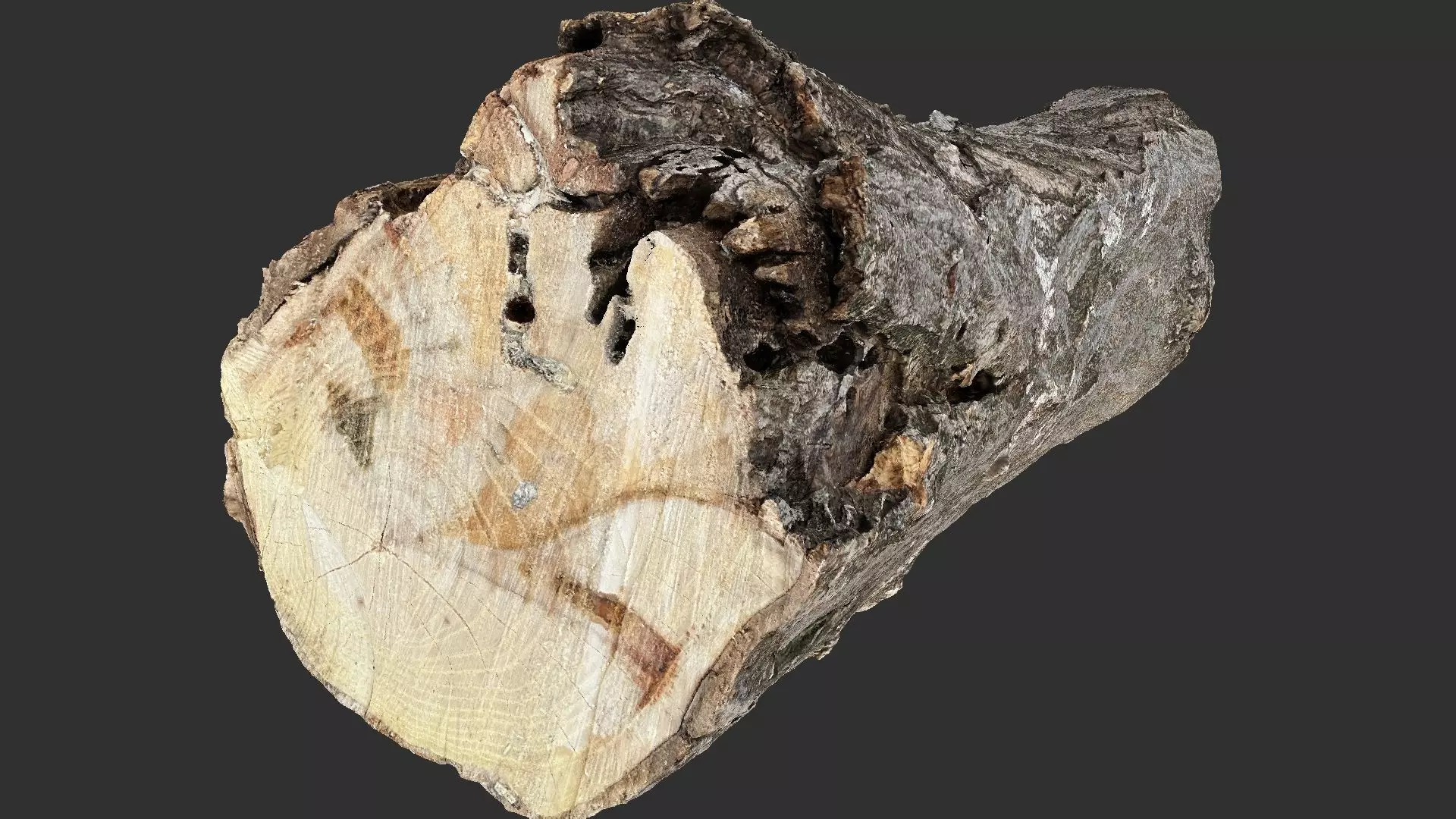 Sawn tree trunk wood 3d scan highpoly 3D model_8