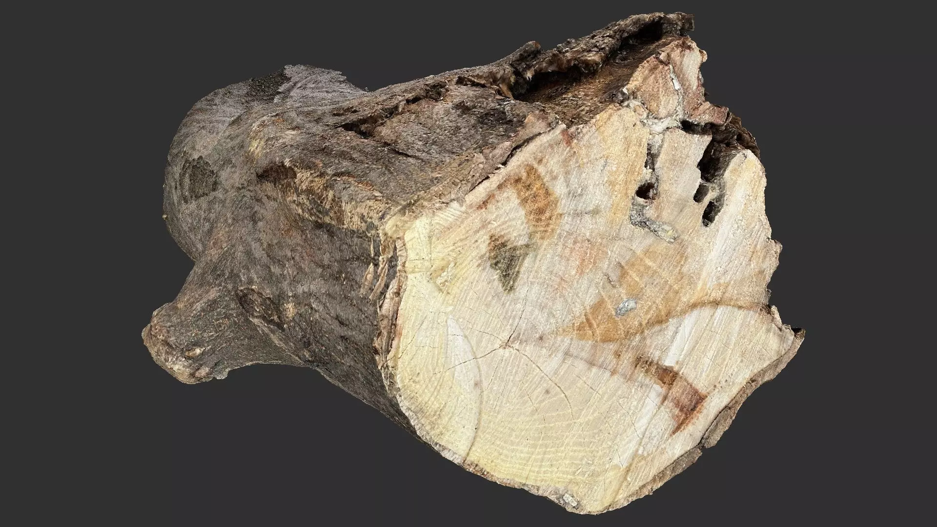 Sawn tree trunk wood 3d scan highpoly 3D model_18