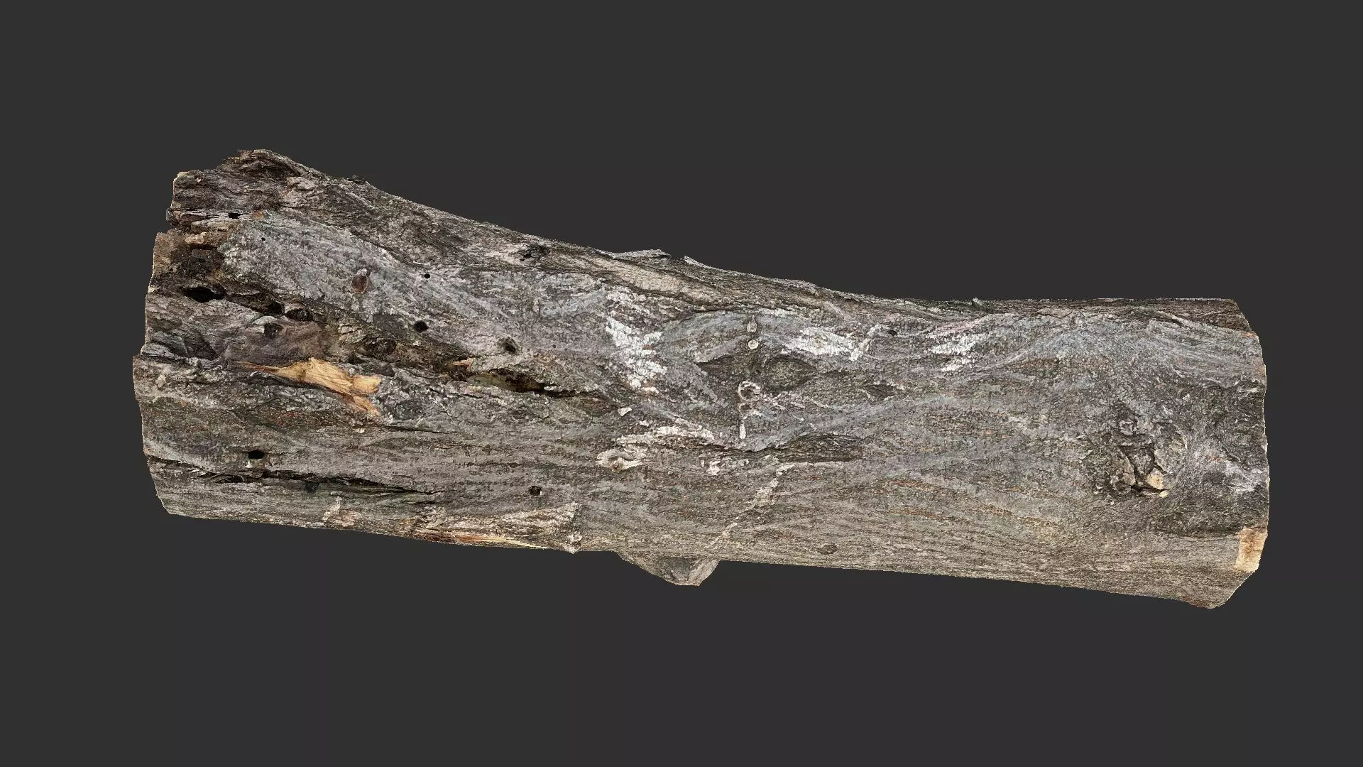 Sawn tree trunk wood 3d scan highpoly 3D model_10