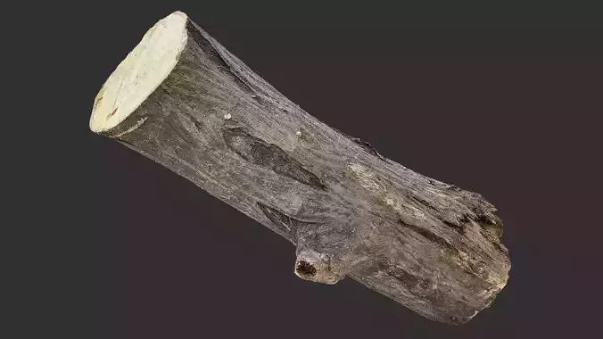 Sawn tree trunk wood 3d scan highpoly