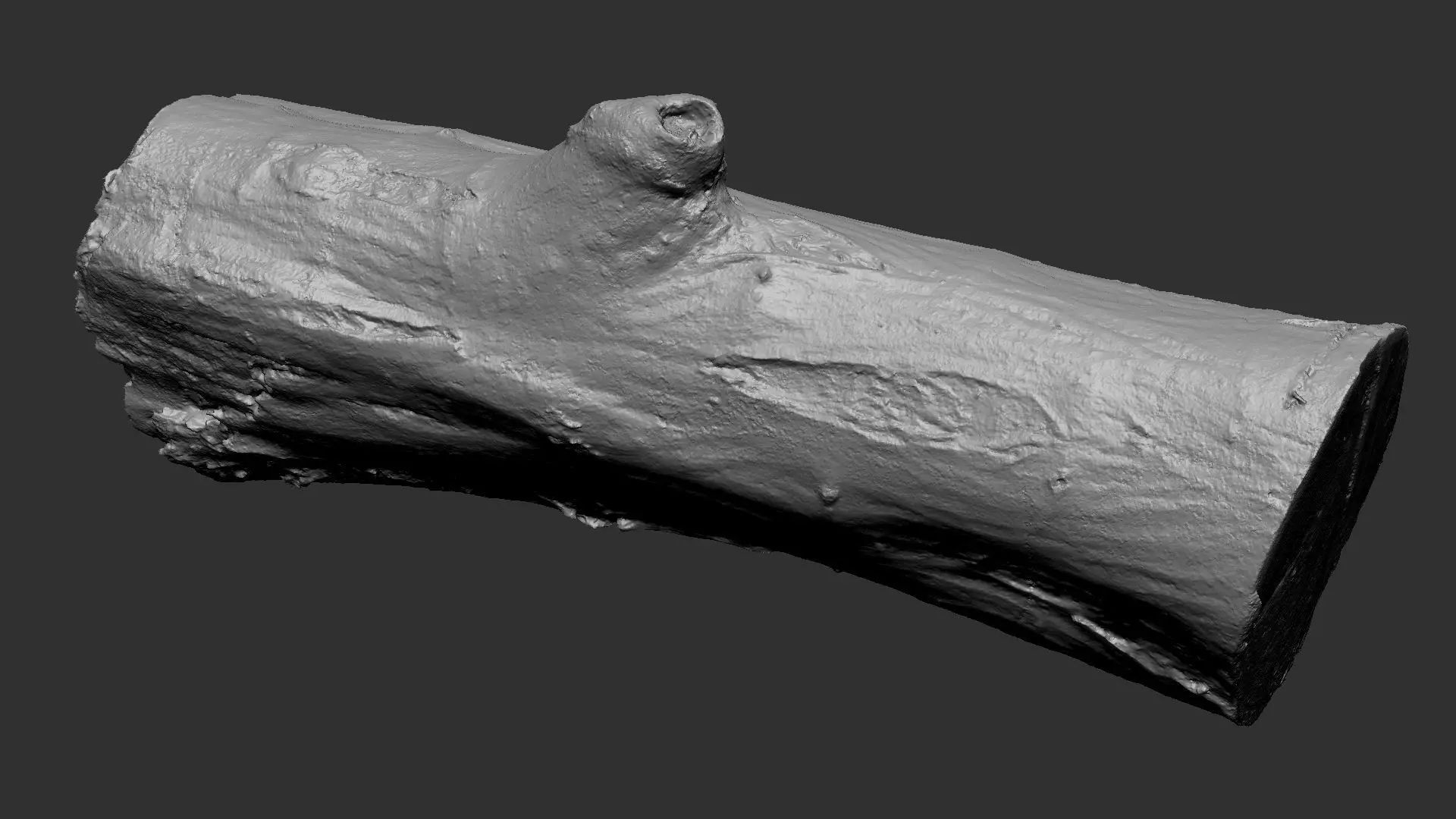 Sawn tree trunk wood 3d scan highpoly 3D model_24