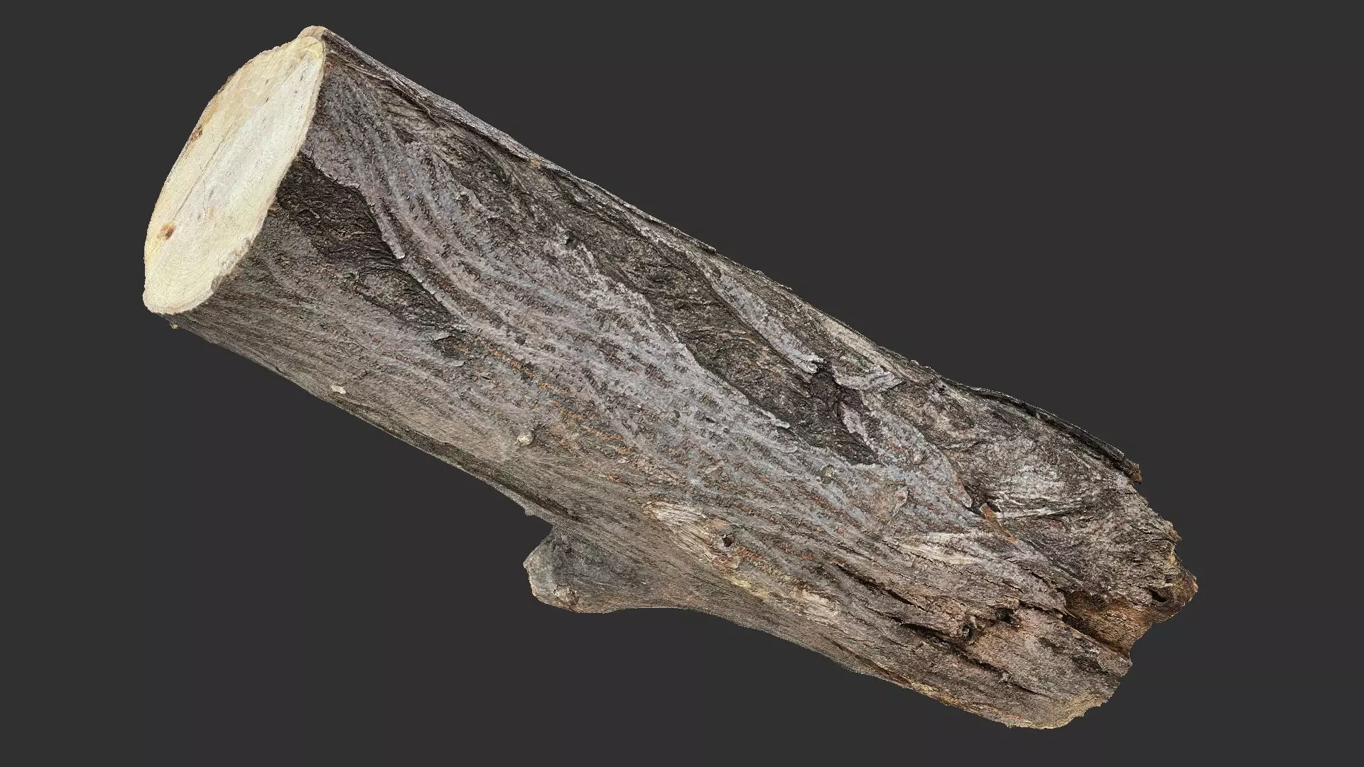 Sawn tree trunk wood 3d scan highpoly 3D model_7