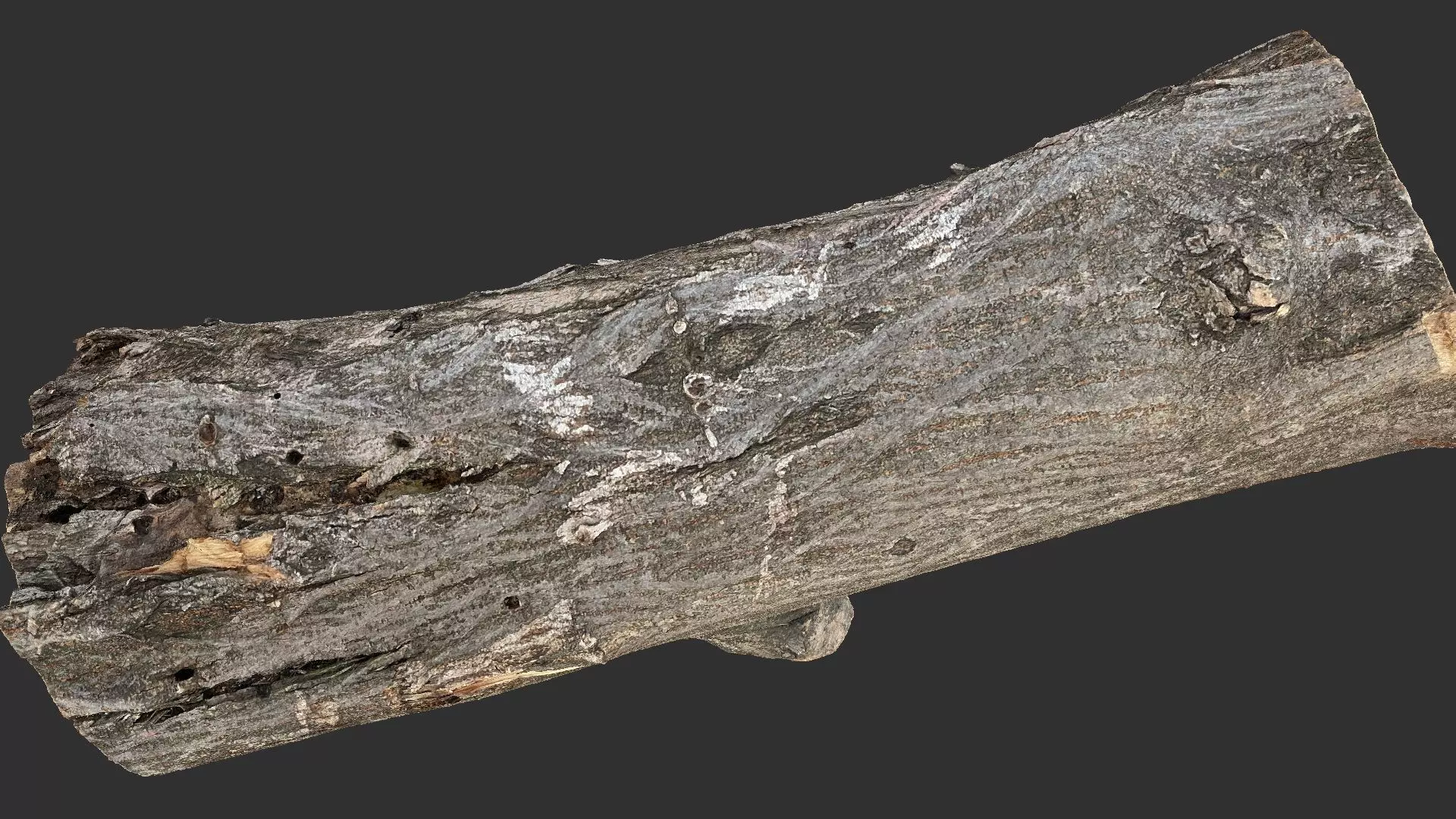 Sawn tree trunk wood 3d scan highpoly 3D model_20