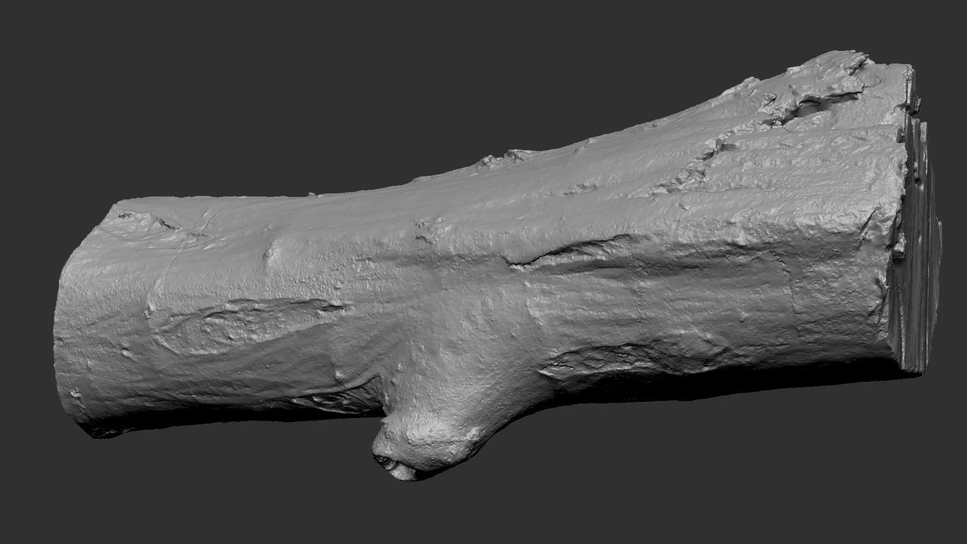 Sawn tree trunk wood 3d scan highpoly 3D model_21